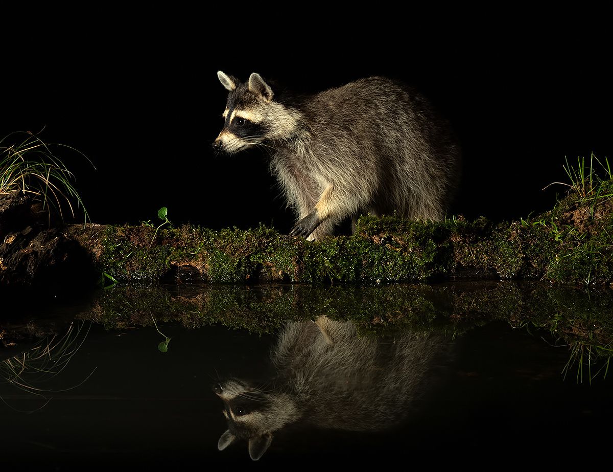 енот обыкновенный, енот-полоскун, raccoon, енот, дикие животные, животные, animals, водопой, pond, Etkind Elizabeth