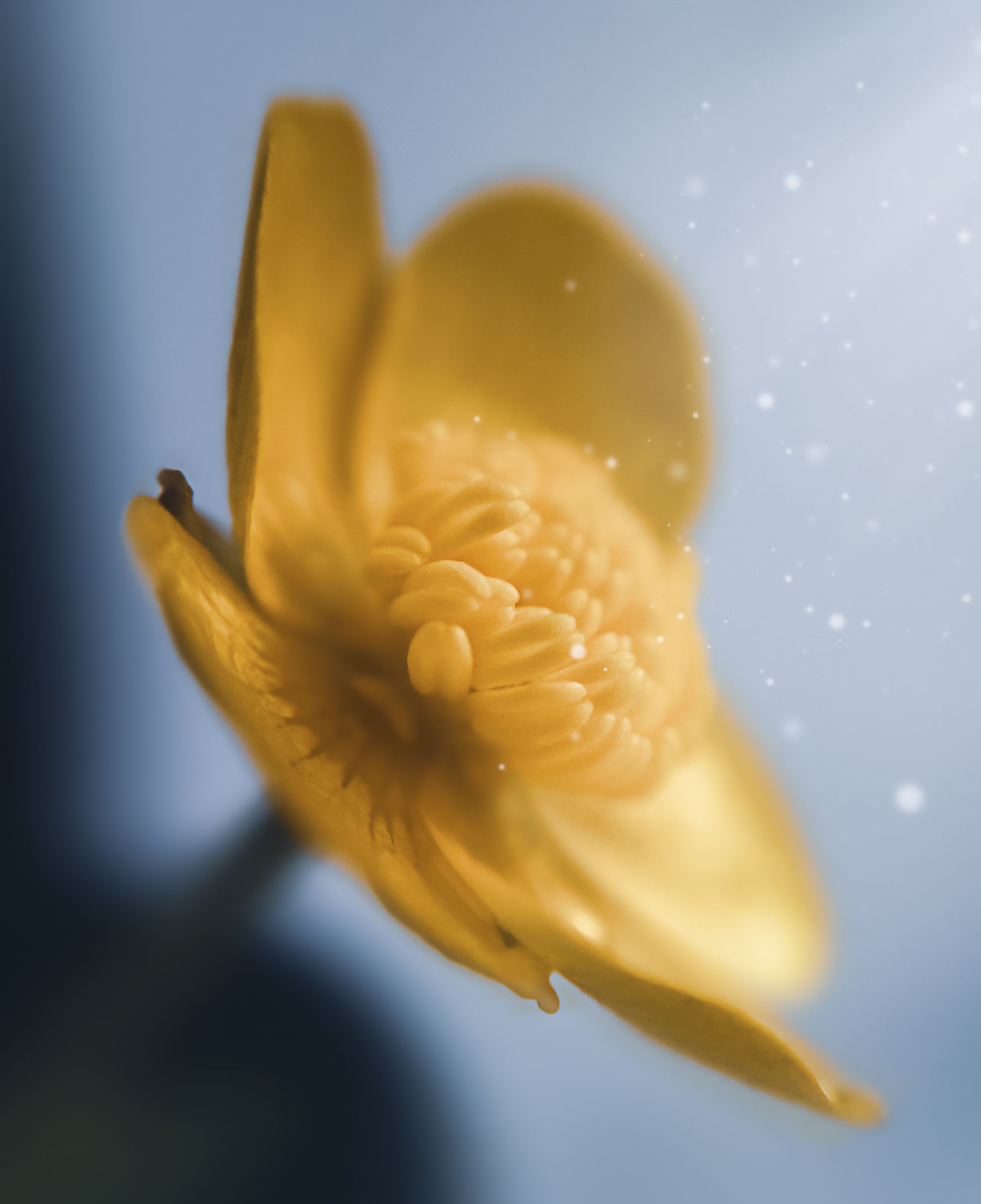цветок, жёлтый, макро, природа, Козлова Юлия