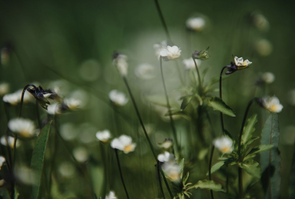 , Федорова Елена