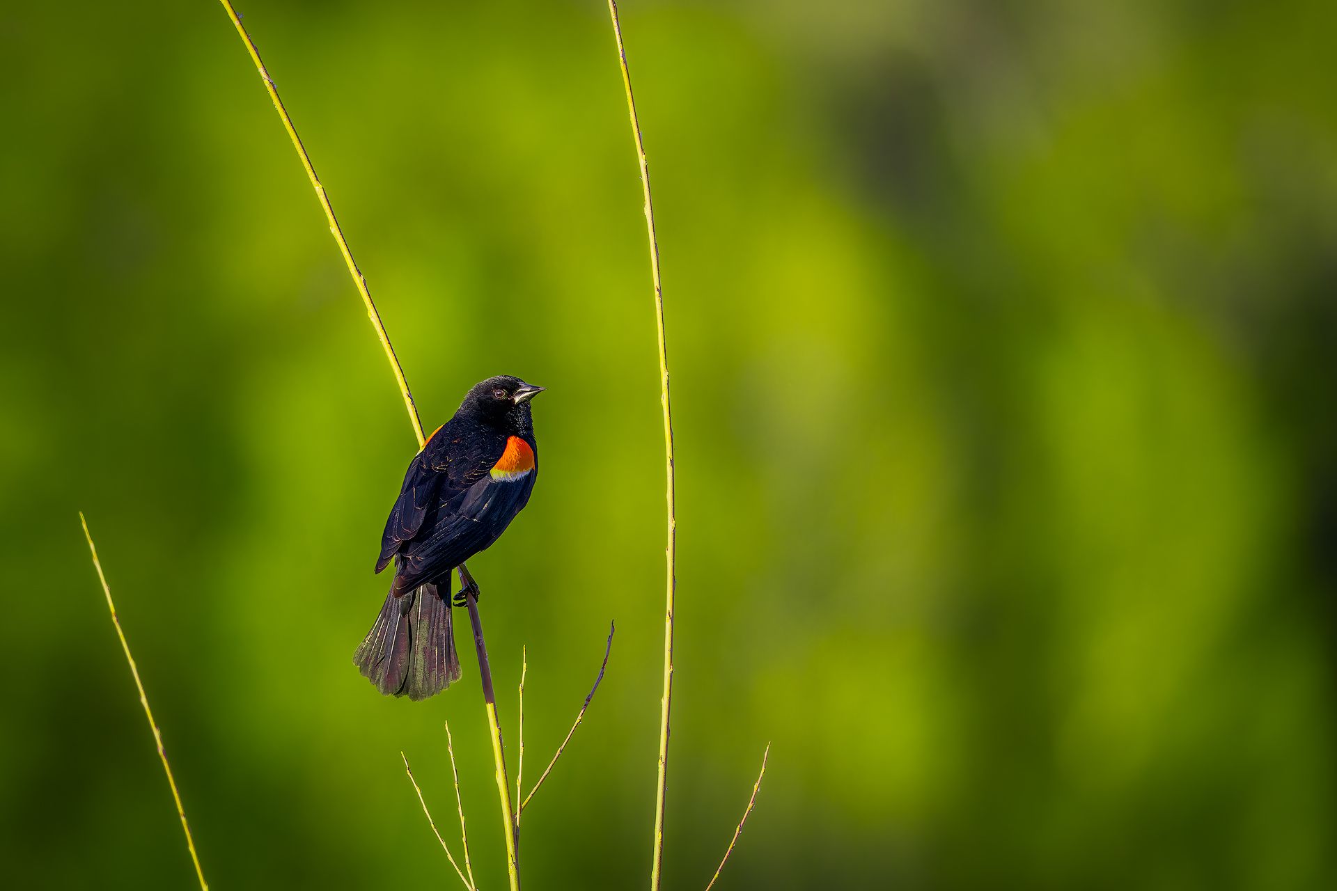 red, wing, blackbird, bird, sing, song, wildlife, animal, nature, natural, spring, Zhao Huapu