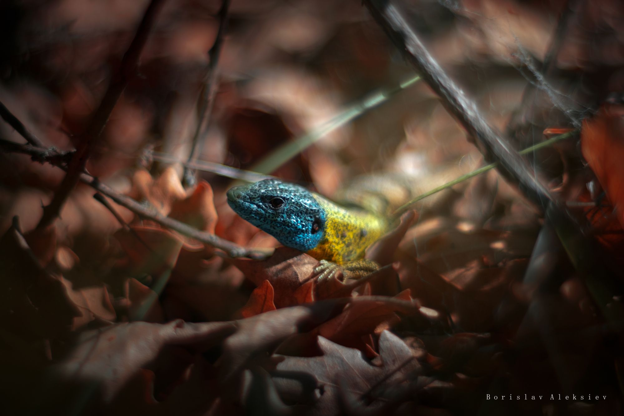 lizard,nature,blue,light,yellow,bokeh,fujifilm,zenit,helios, Борислав Алексиев