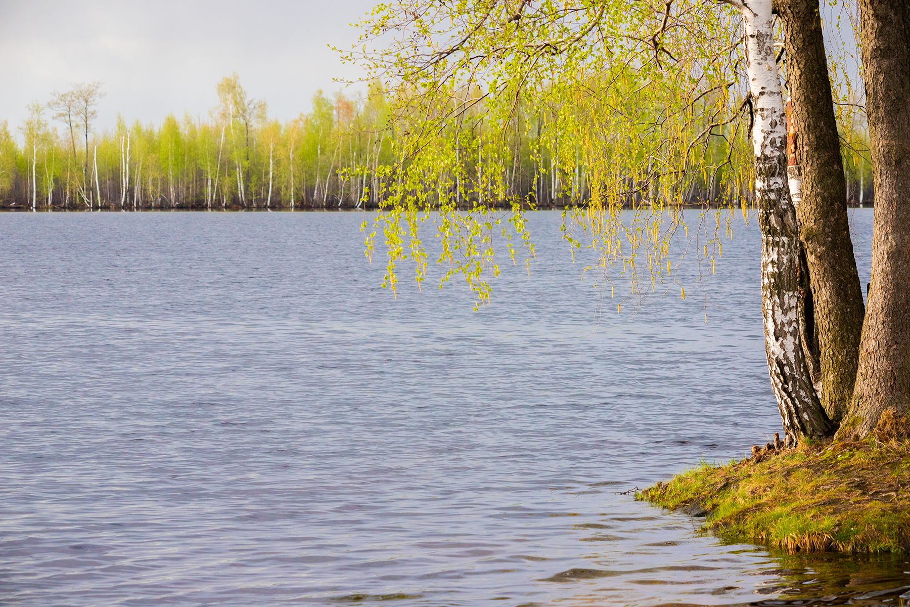 майский день, лесное озеро, Чудинин Дмитрий