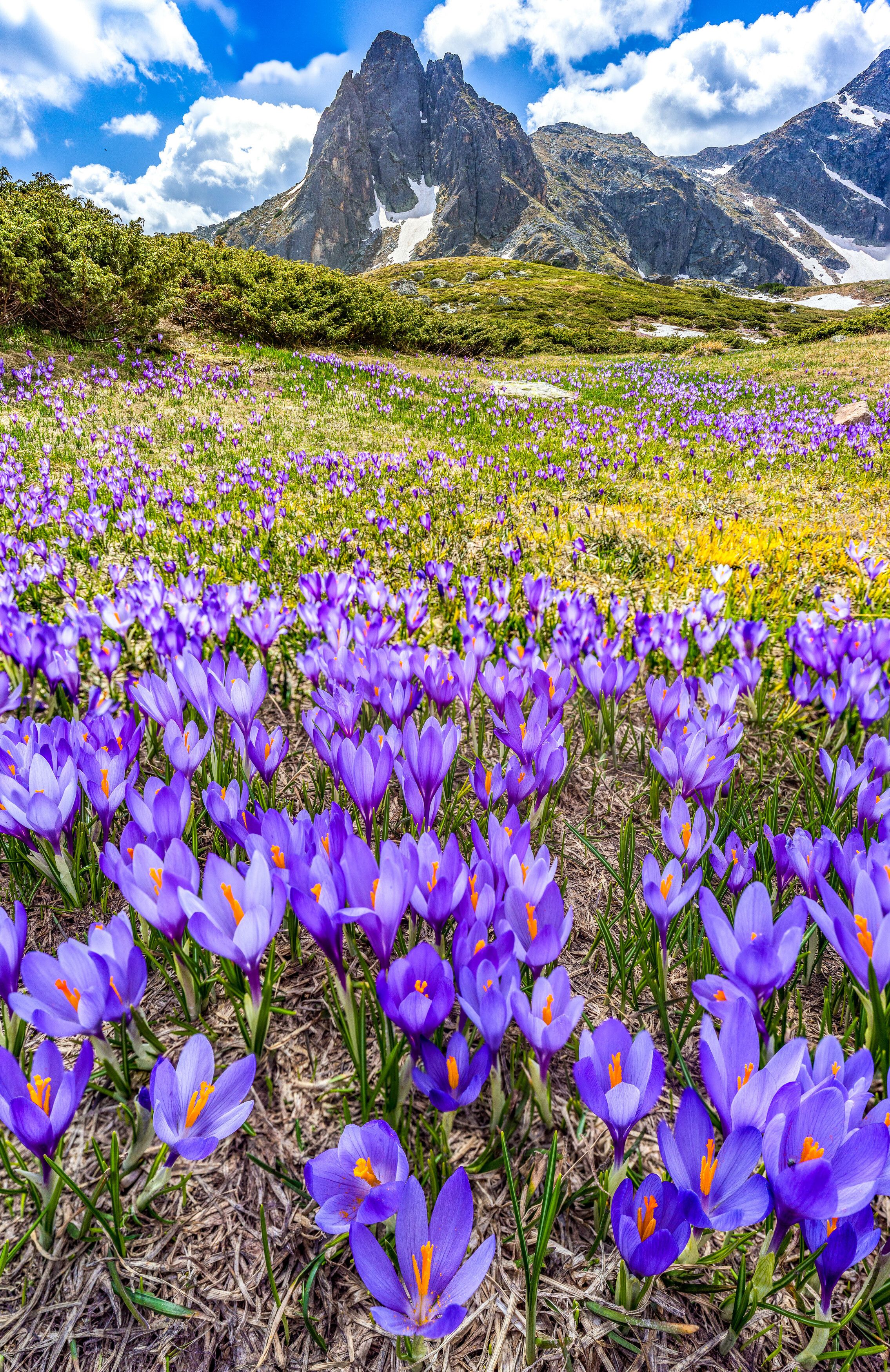 nature flowers landscapes vertical mountain , viktor demidov