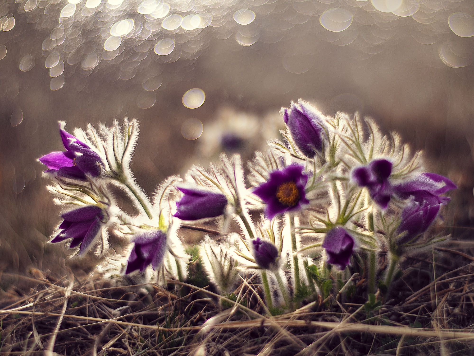 цветы, природа, боке, макро, гелиос, flowers, helios, nature, bokeh, Olga Rogozina