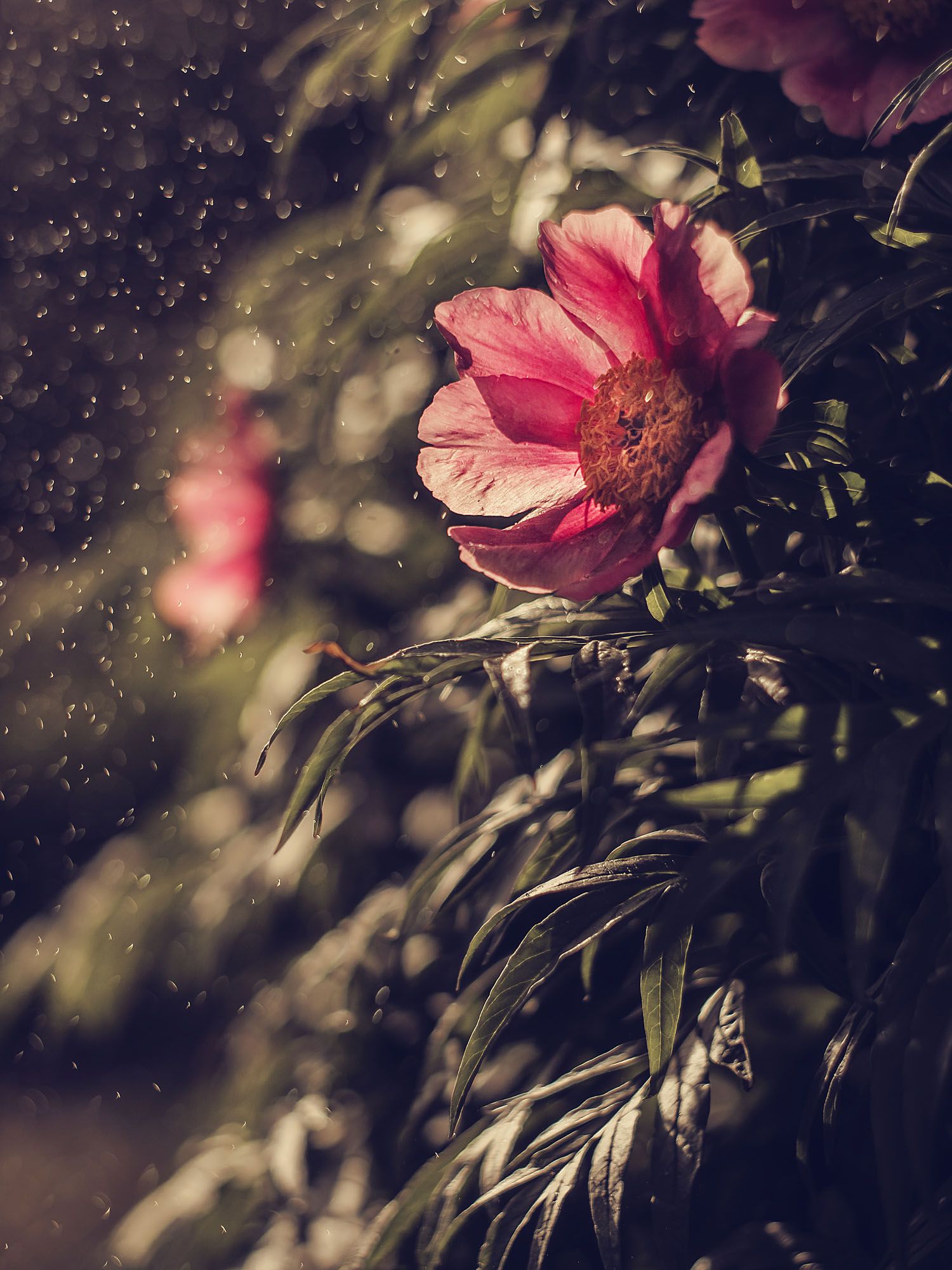 цветы, природа, боке, макро, гелиос, flowers, helios, nature, bokeh, Olga Rogozina