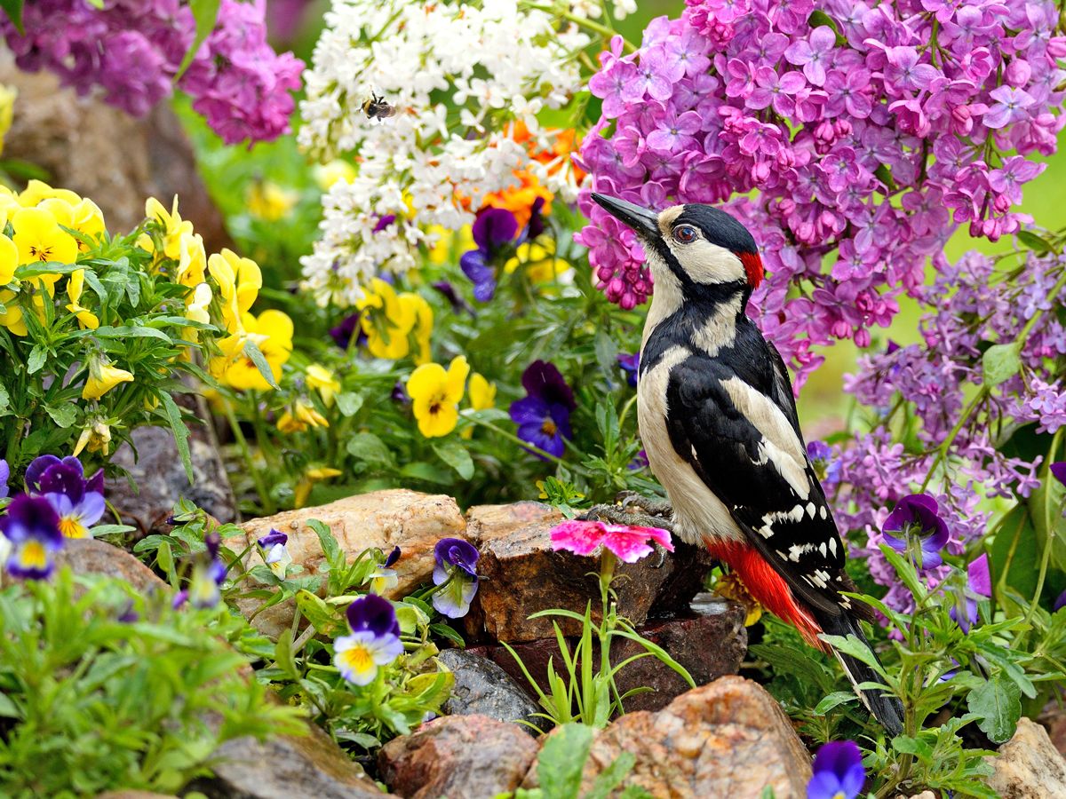 природа, фотоохота,  птицы, животные, весна,  пестрый дятел, vladilenoff
