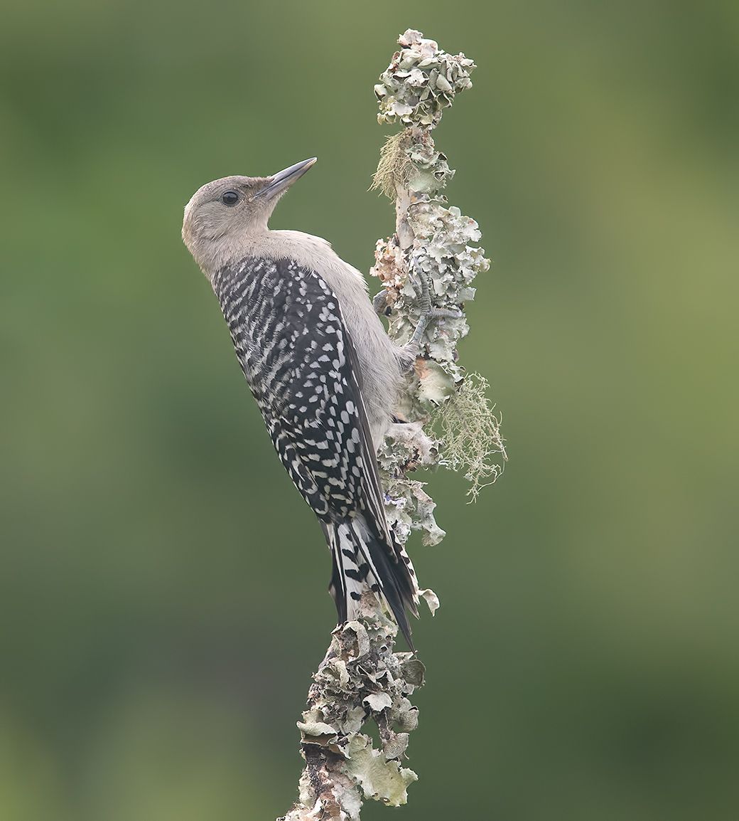 дятел, каролинский меланерпес, red-bellied woodpecker, woodpecker, Etkind Elizabeth