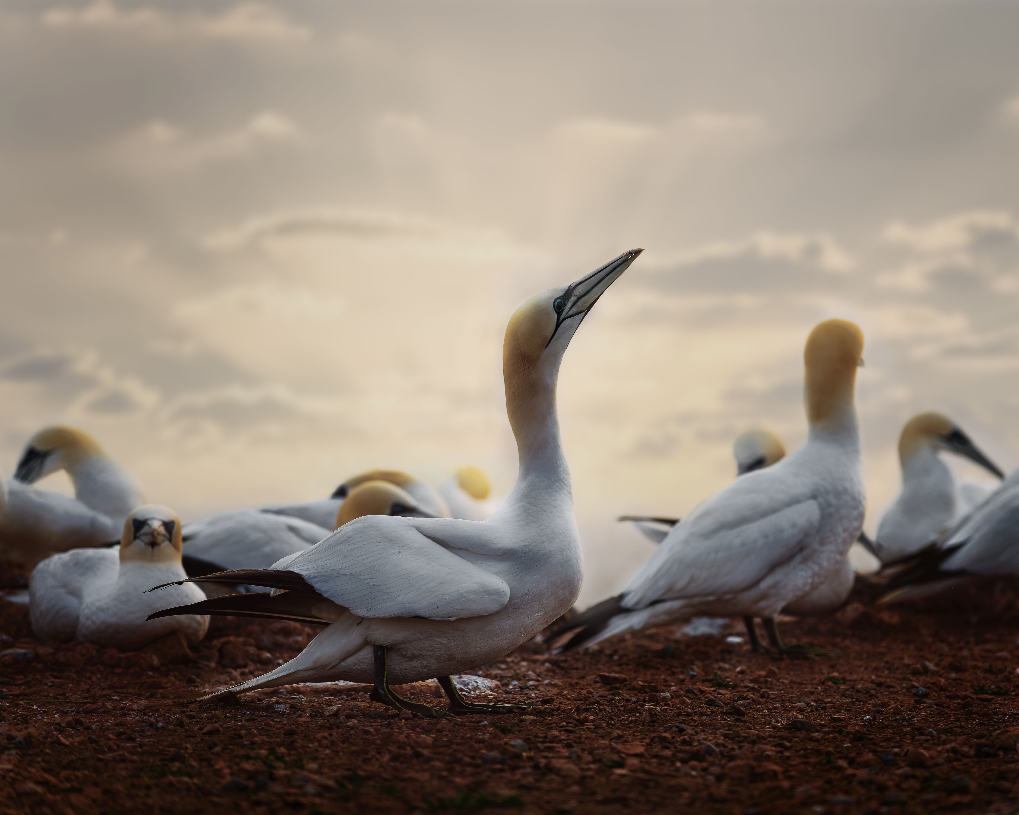 gannet, seabird, birds, sunset, Michaela Firešová