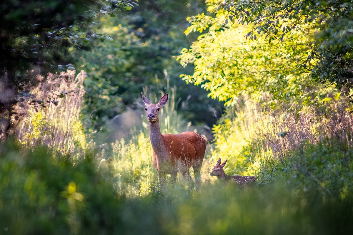 deers, animal, wildlife, forest, Wojciech Grzanka