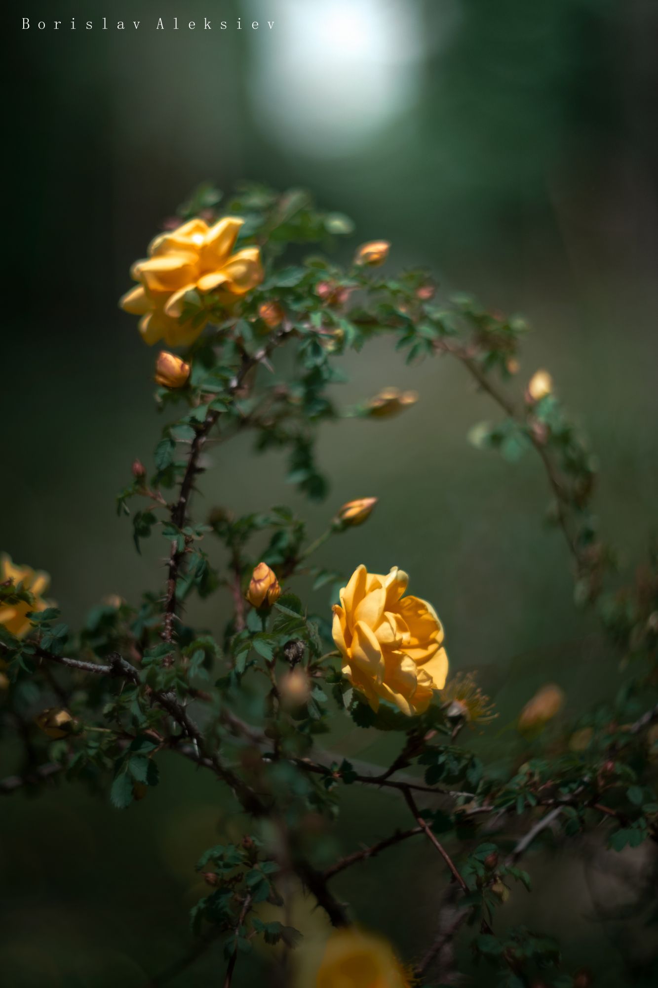 flowers,yellow,green,roses,bokeh,nature,light,green, Борислав Алексиев