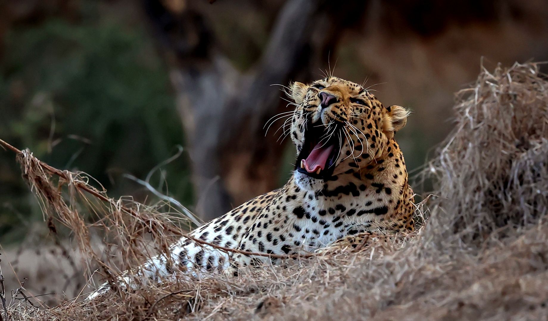 #leopard, Sanjay Danait