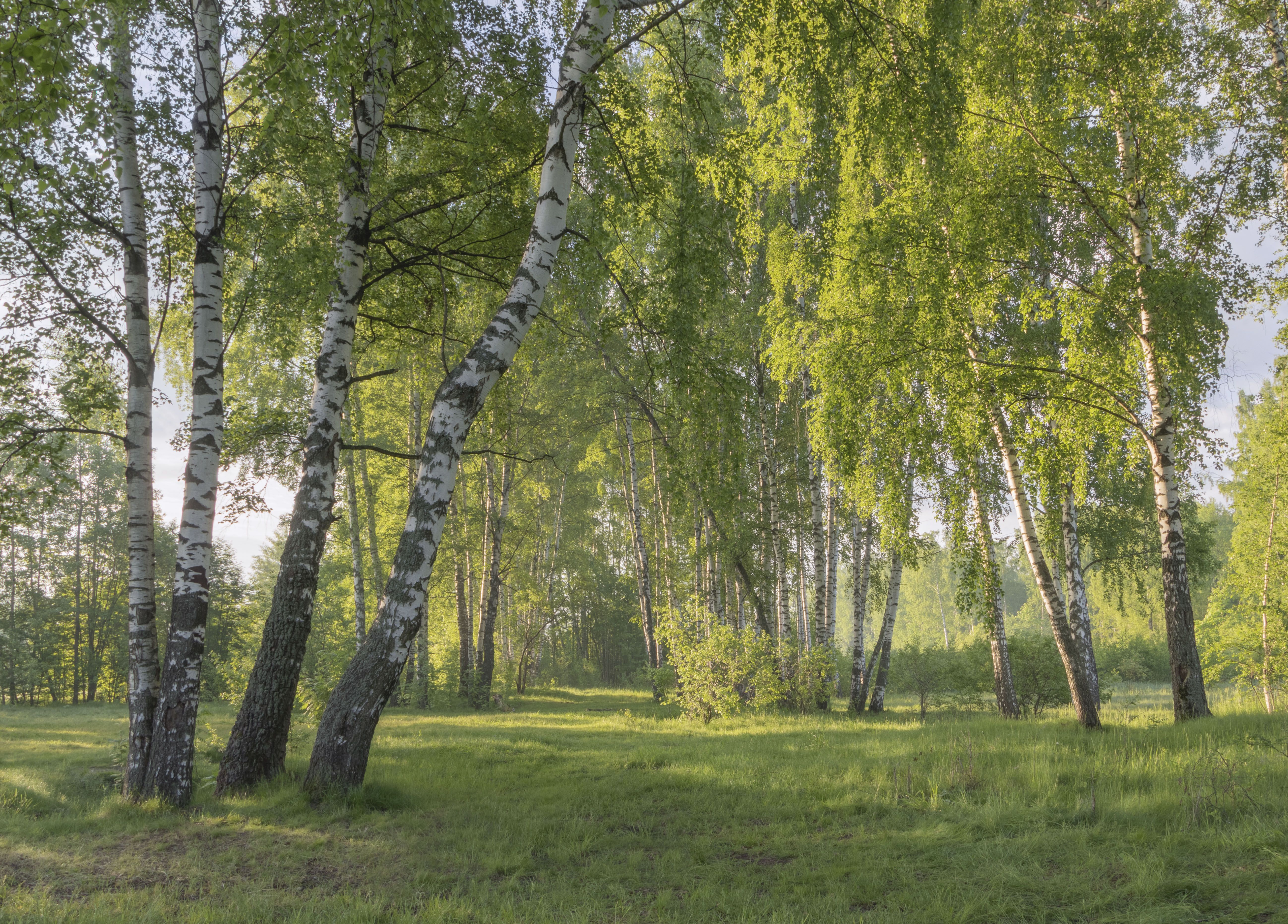 природа, пейзаж, деревья, Ольга Бонина