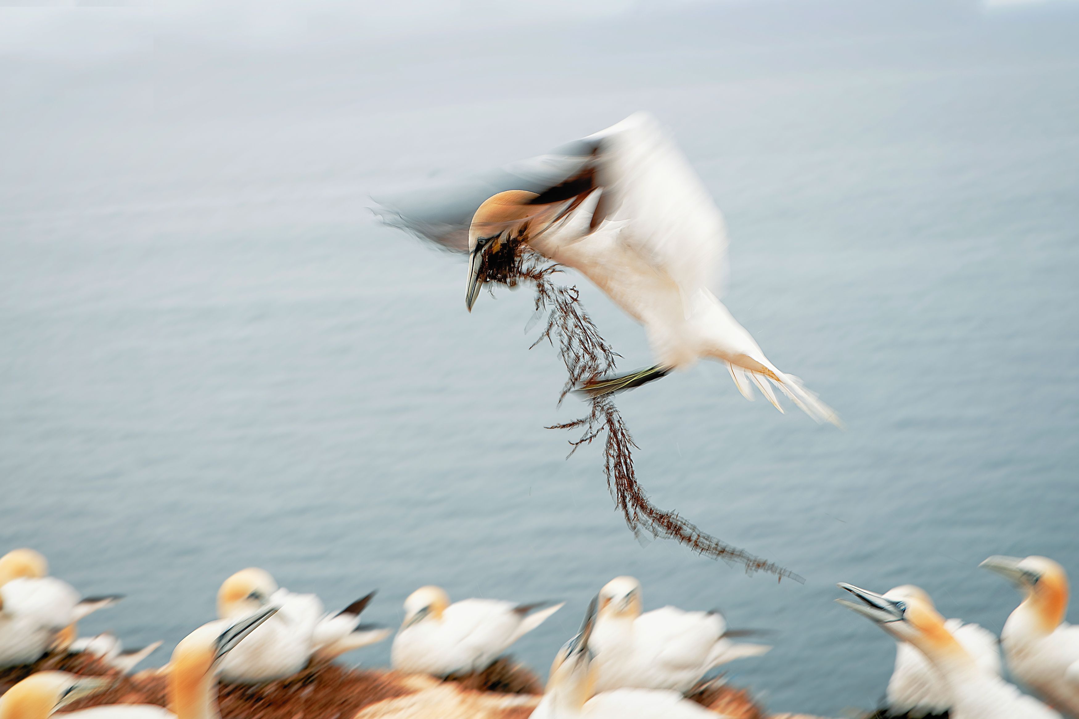#gannet #seabird #fly #wings #motion, Michaela Firešová