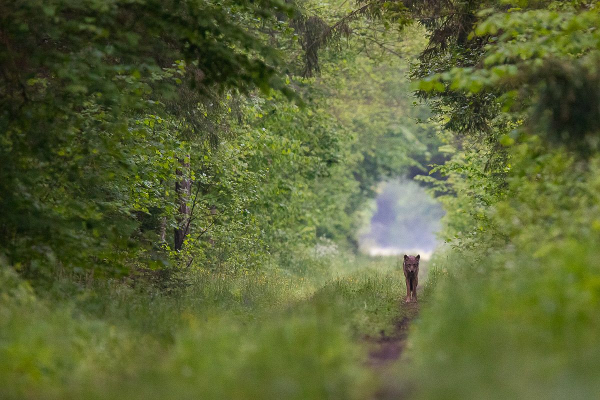 las,przyroda,ssaki,fauna,canon,wadera,basior,wilk, Marcin Zakrzewski