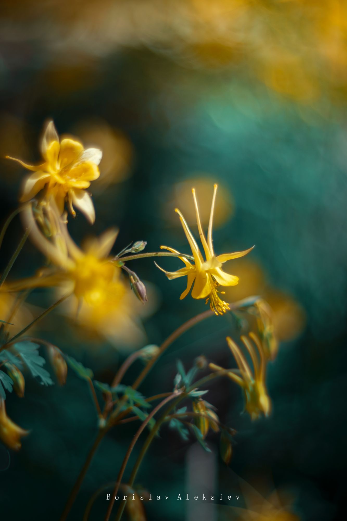 flowers,yellow,green,rosse,bokeh,nature,light, Борислав Алексиев