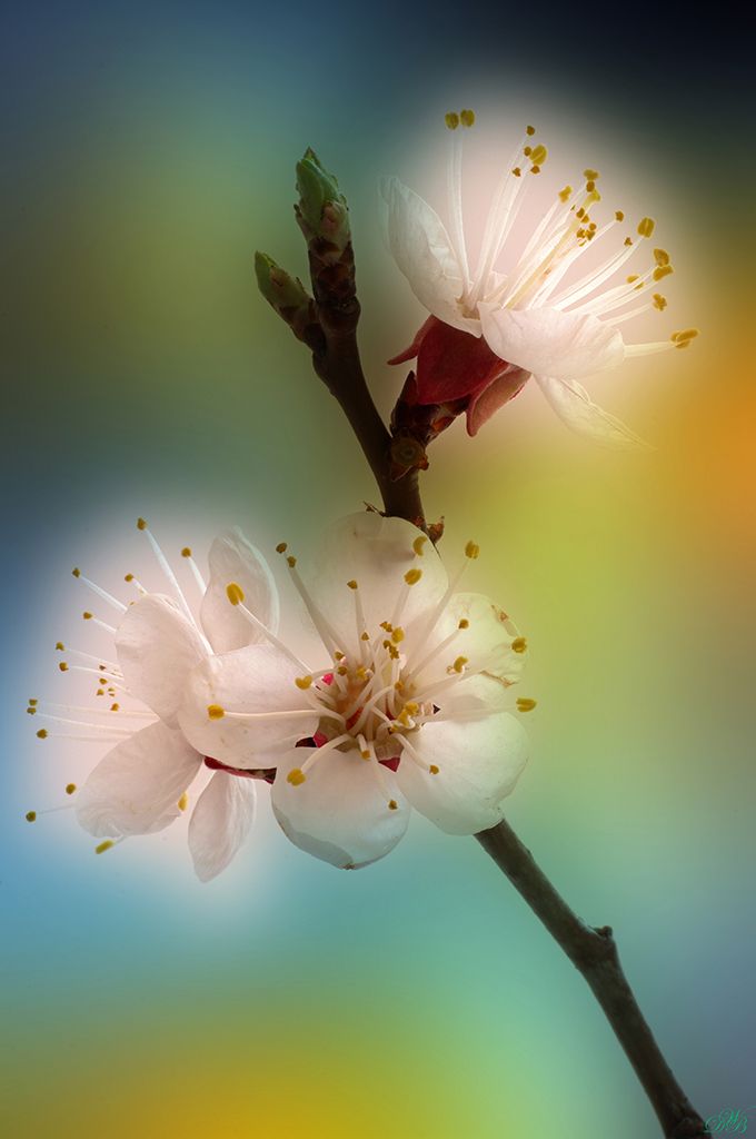 apricot, blossom, close-up, color, colors, color image, macro, nature, photography, tree, white,, Dr Didi Baev