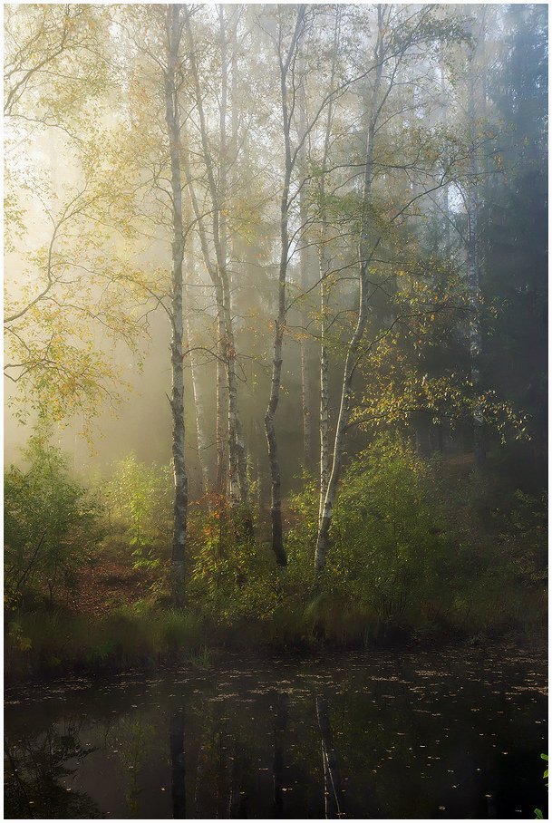 осень,туман,ленинградская область, Евгений Ляпунов