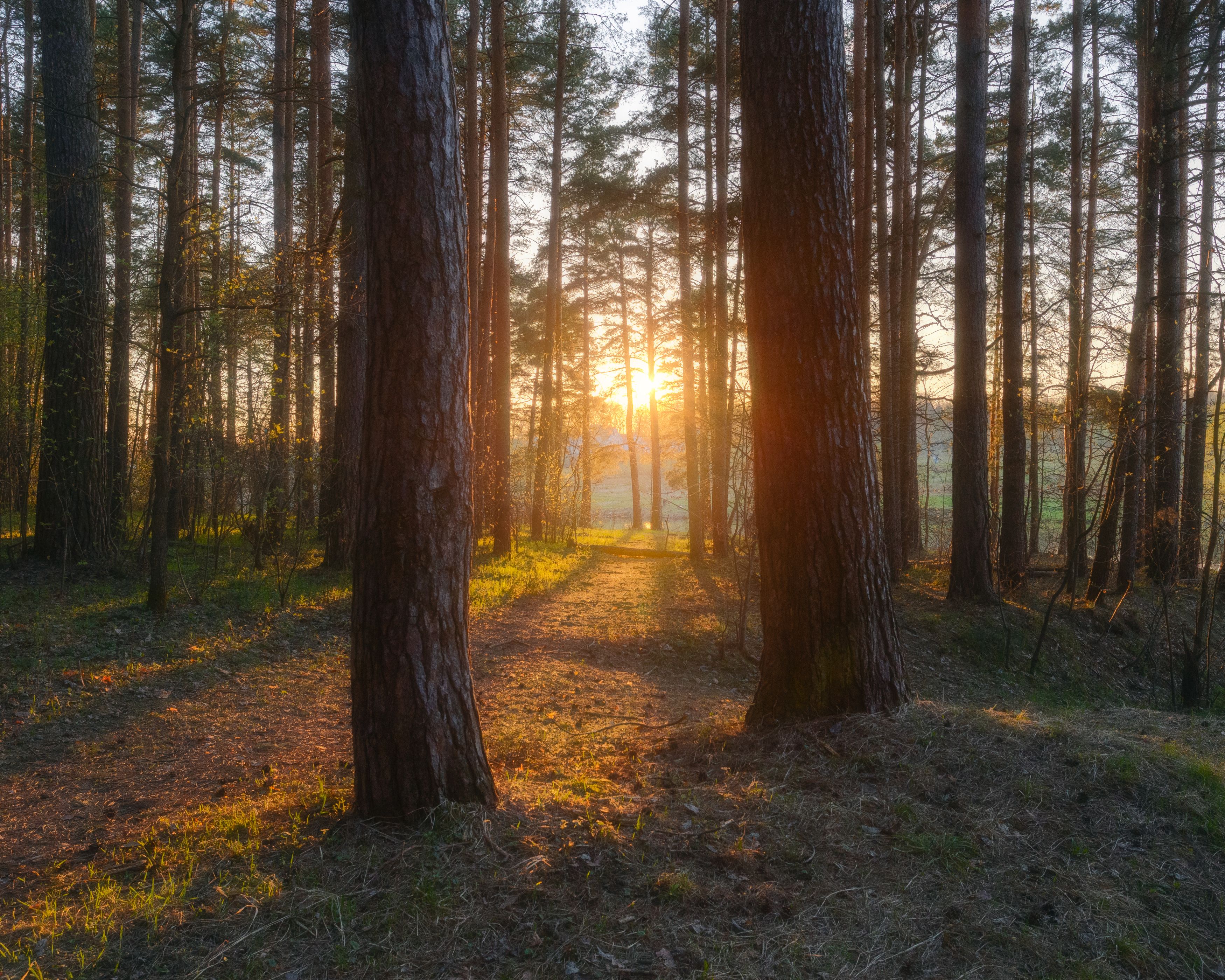 природа, пейзаж, закат, весна, лес, Московская область, Мартыненко Дмитрий