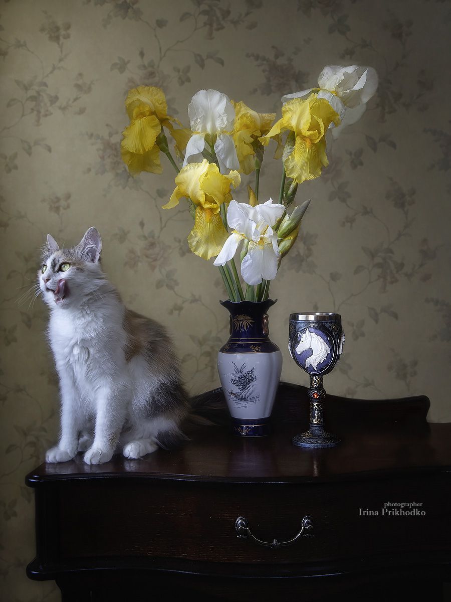 натюрморт, котонатюрморт, любопытная кошка, цветы,букет, ирисы, Приходько Ирина