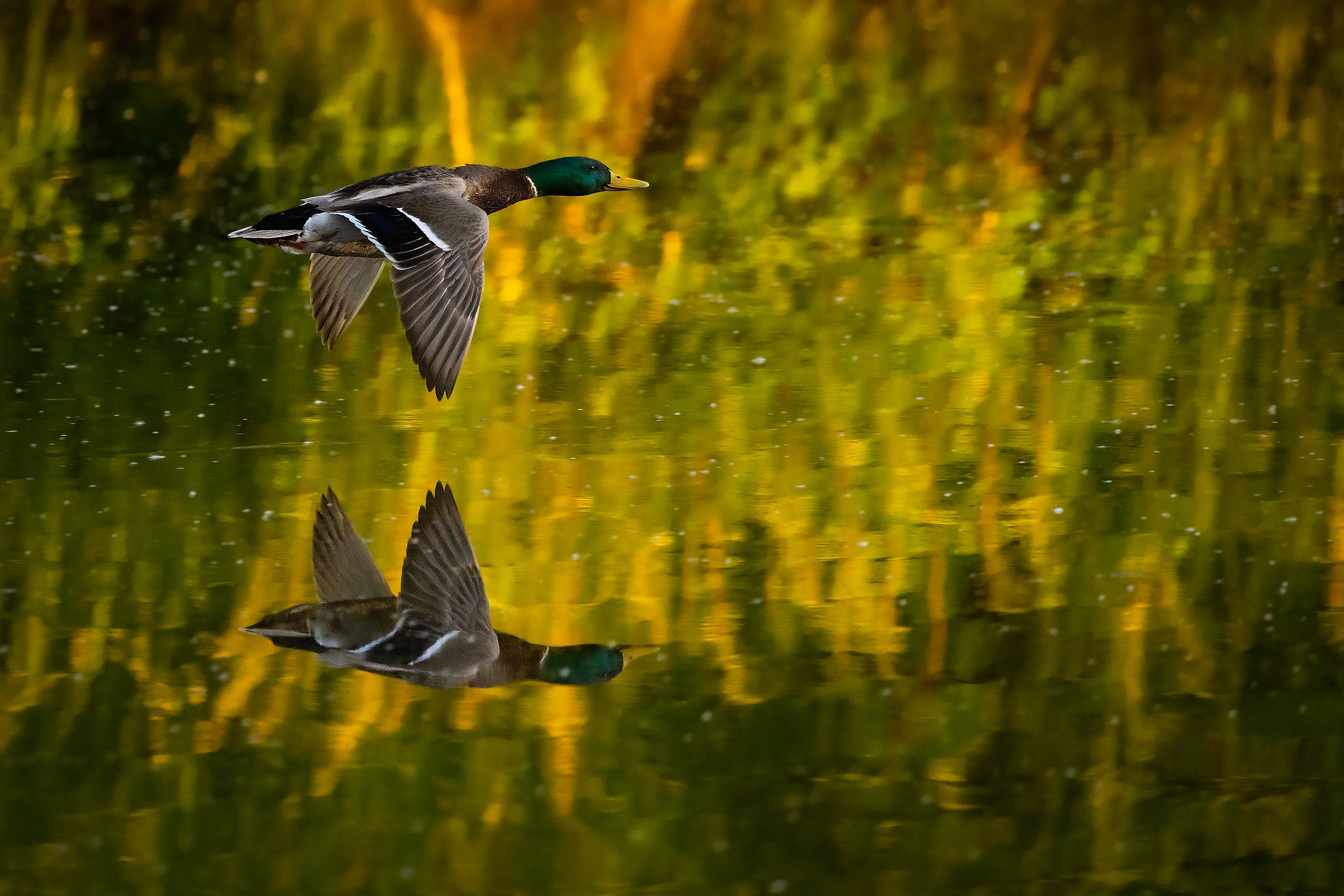 , Robert Adamec