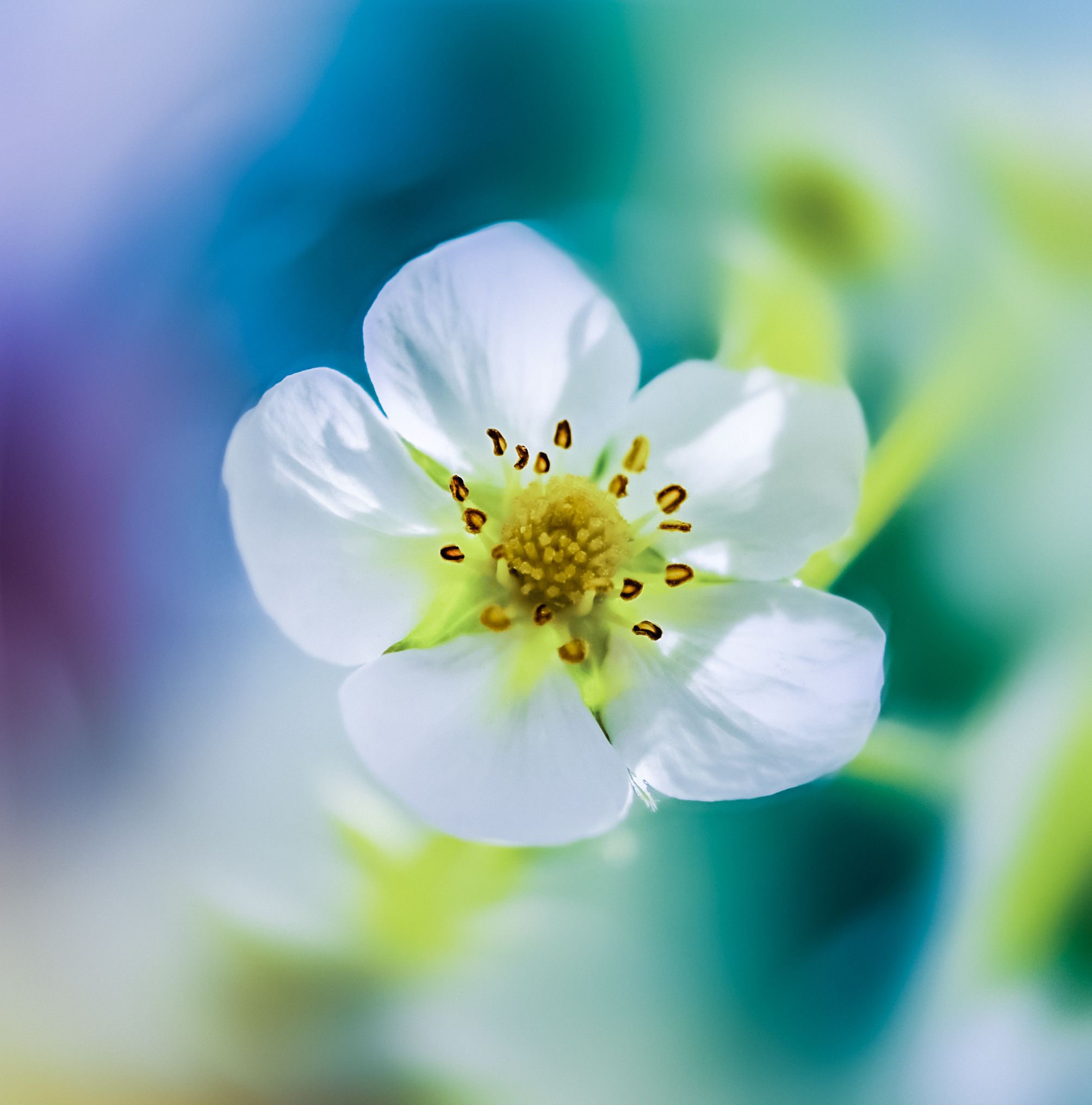 цветок, макро, цветной, природа, Yulya Romanova