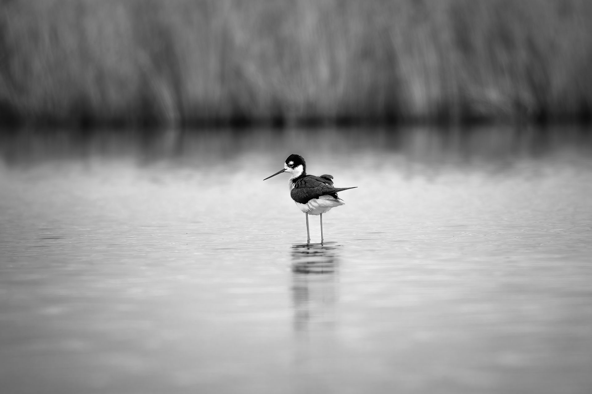 bird, water, reflection, spring, monochrome, river, lake, single, Zhao Huapu