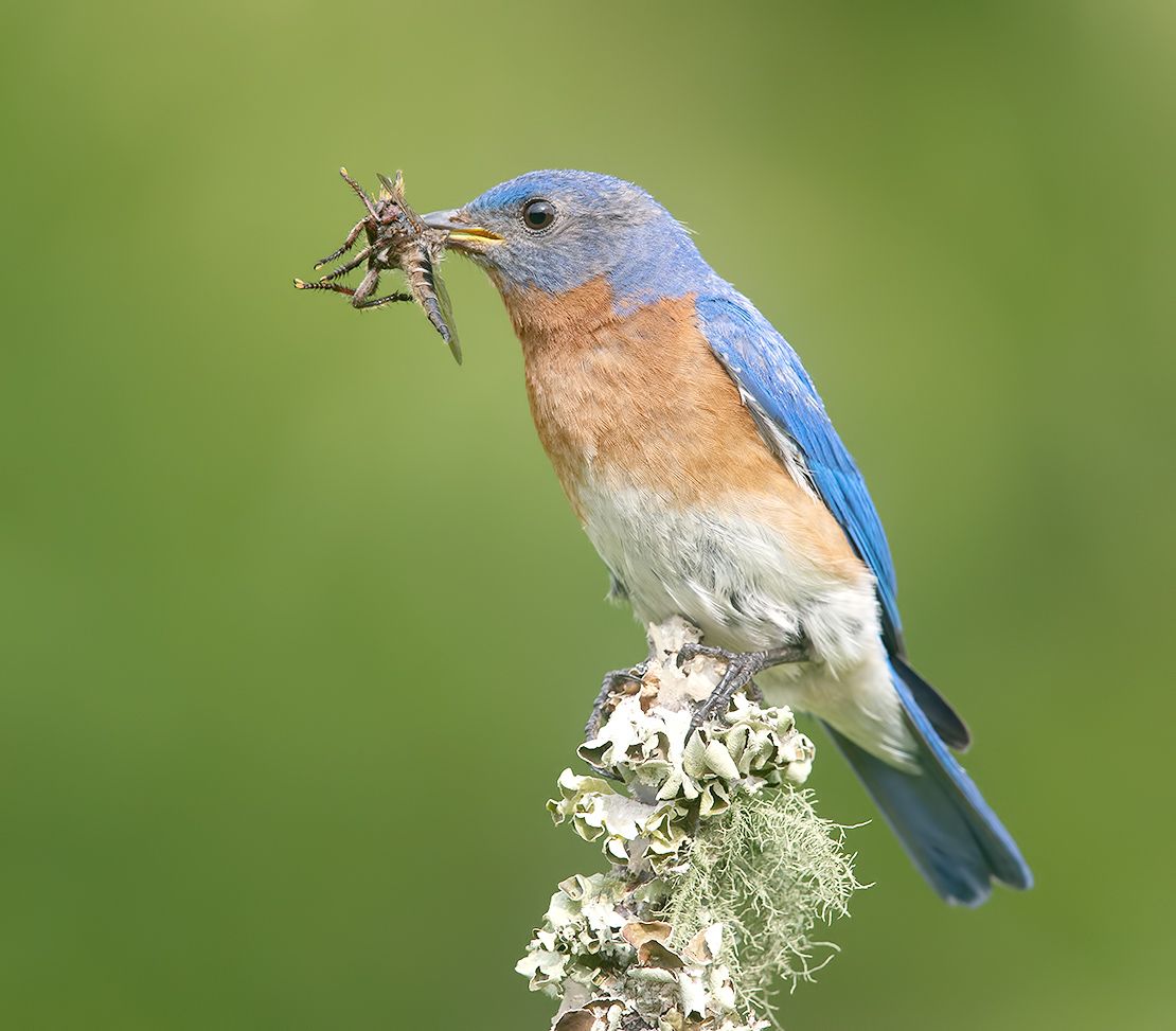 восточная сиалия, eastern bluebird,bluebird, весна, Etkind Elizabeth