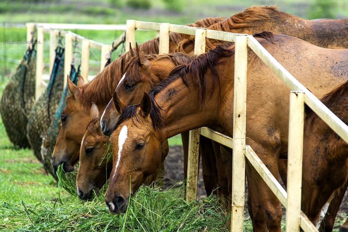лошади,донские скакуны,животные, Марина Соколова