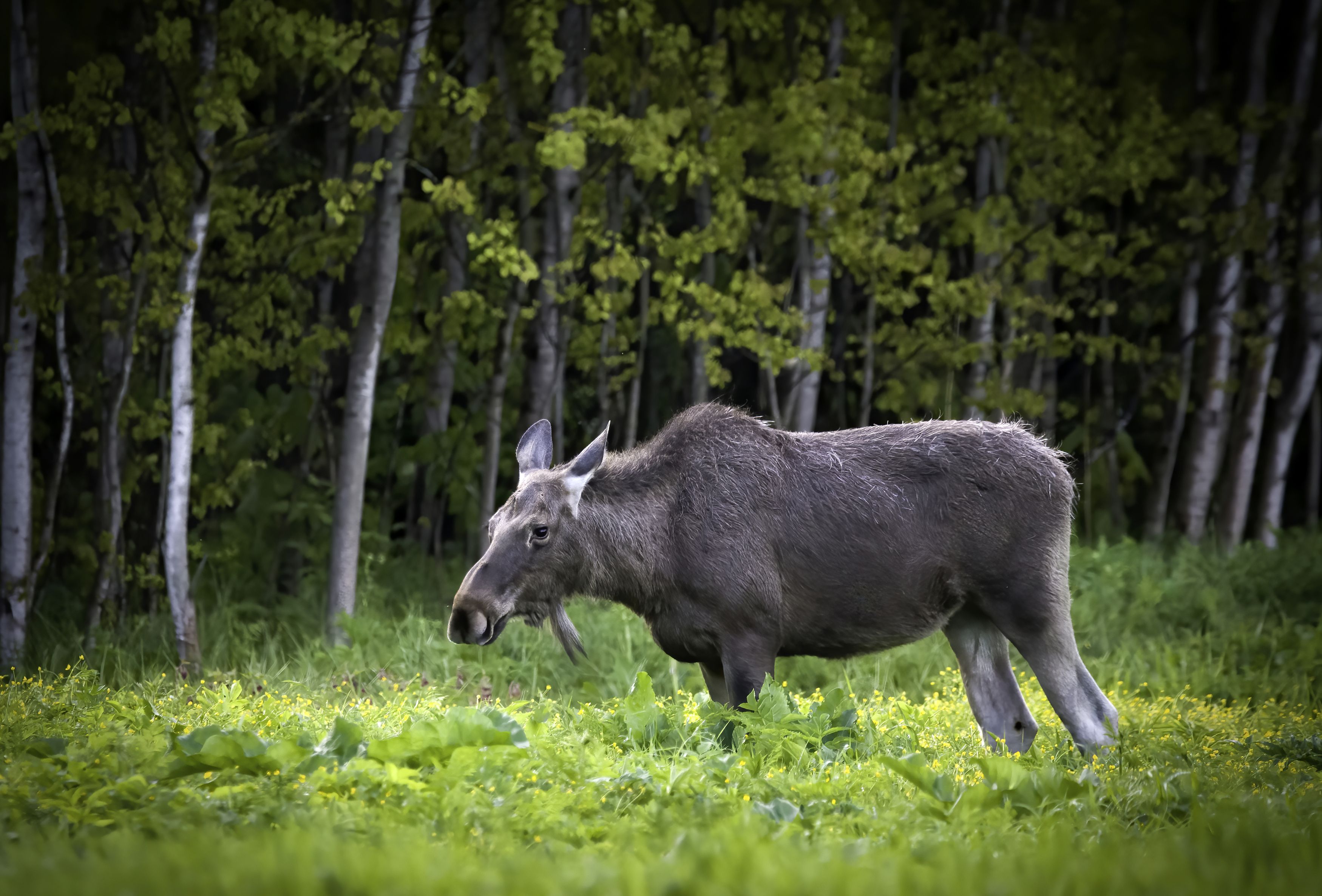 moose, animals, wild animals, wildlife, природа, лось, дикая природа, фотоохота, лето, луг, Михаил Ездаков