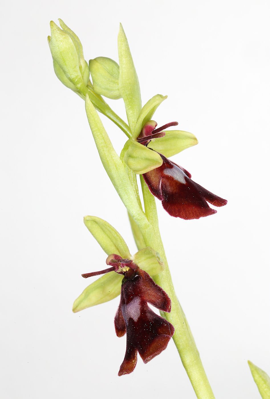 орхидея, Александр Зорин