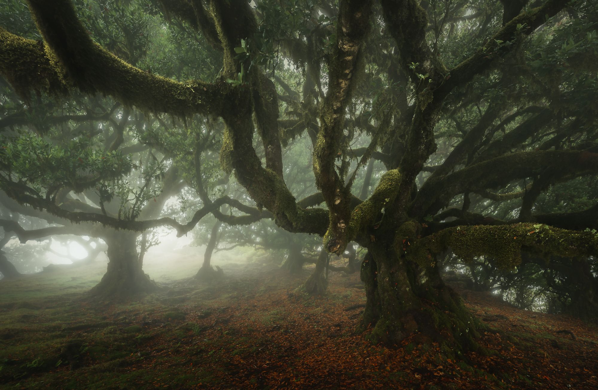 Landscape forest trees mood magic Madeira Portugal, Stefano Balma
