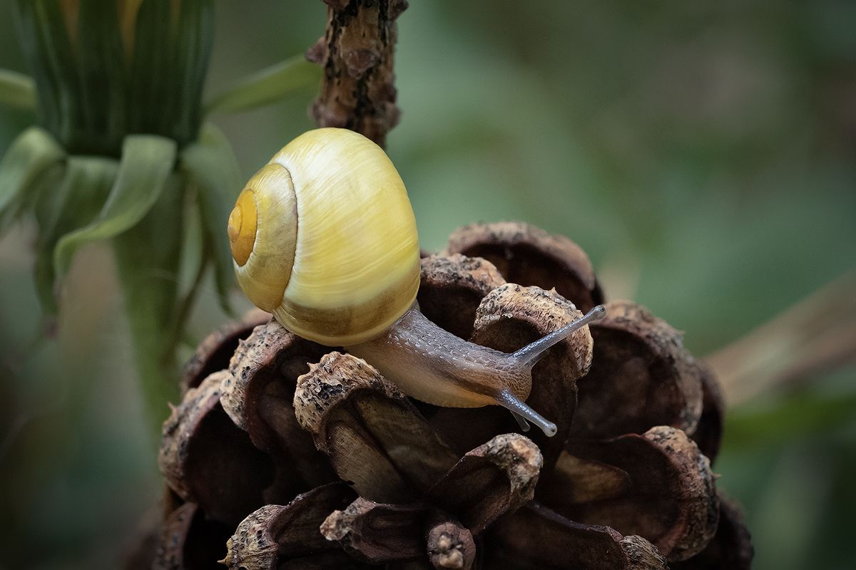 улитка, макро, macro, калининград, snail, Хилько Марина