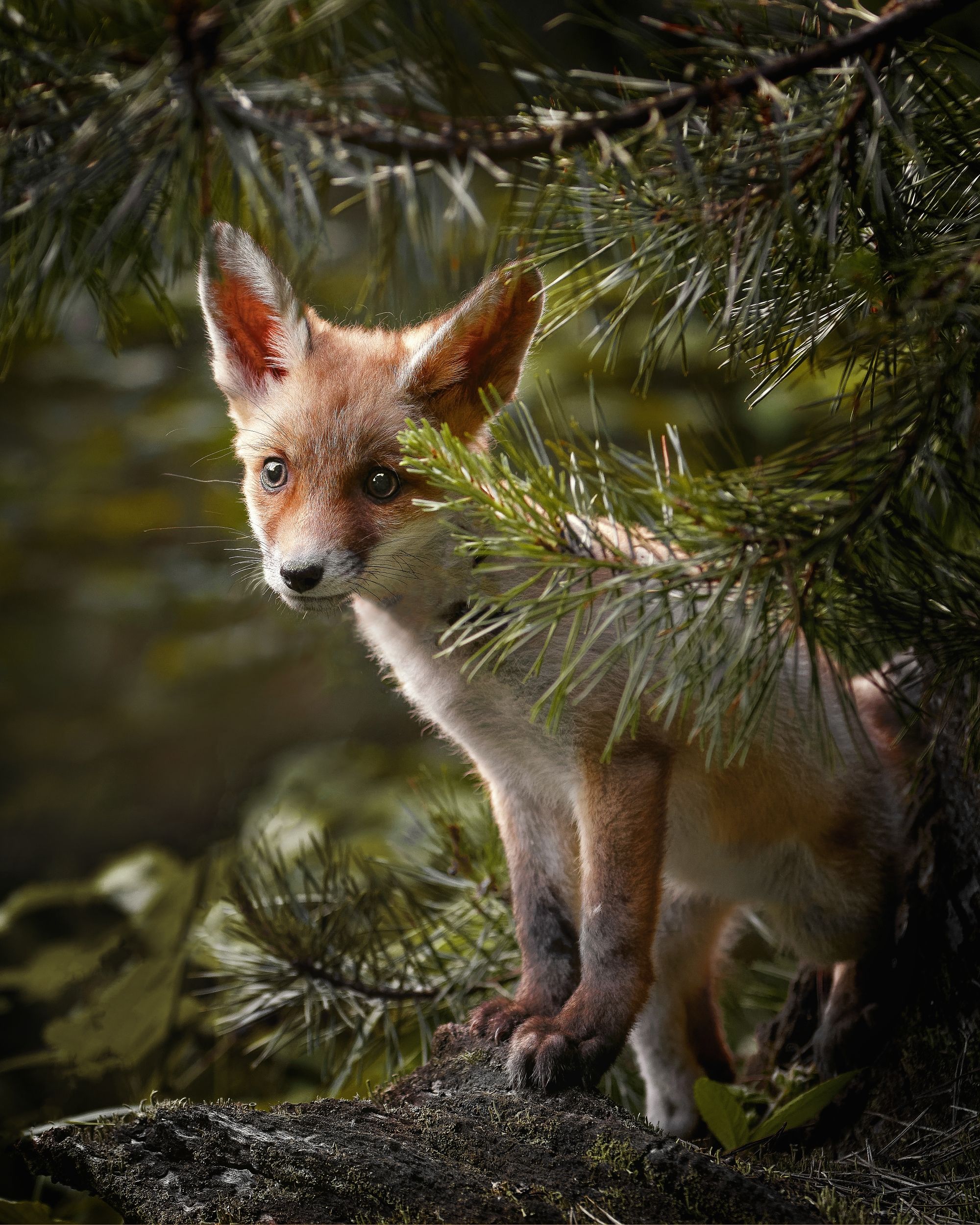 fox, red fox, fox cub, mammal, forest, Michaela Firešová
