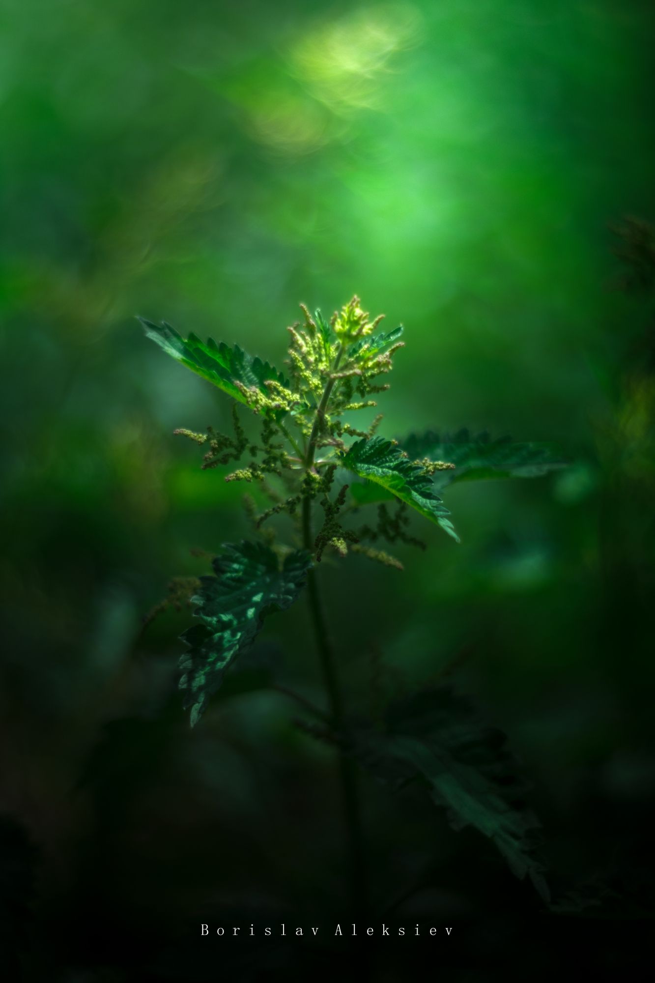 green,plant,exterior,light,dark,bokeh,, Борислав Алексиев