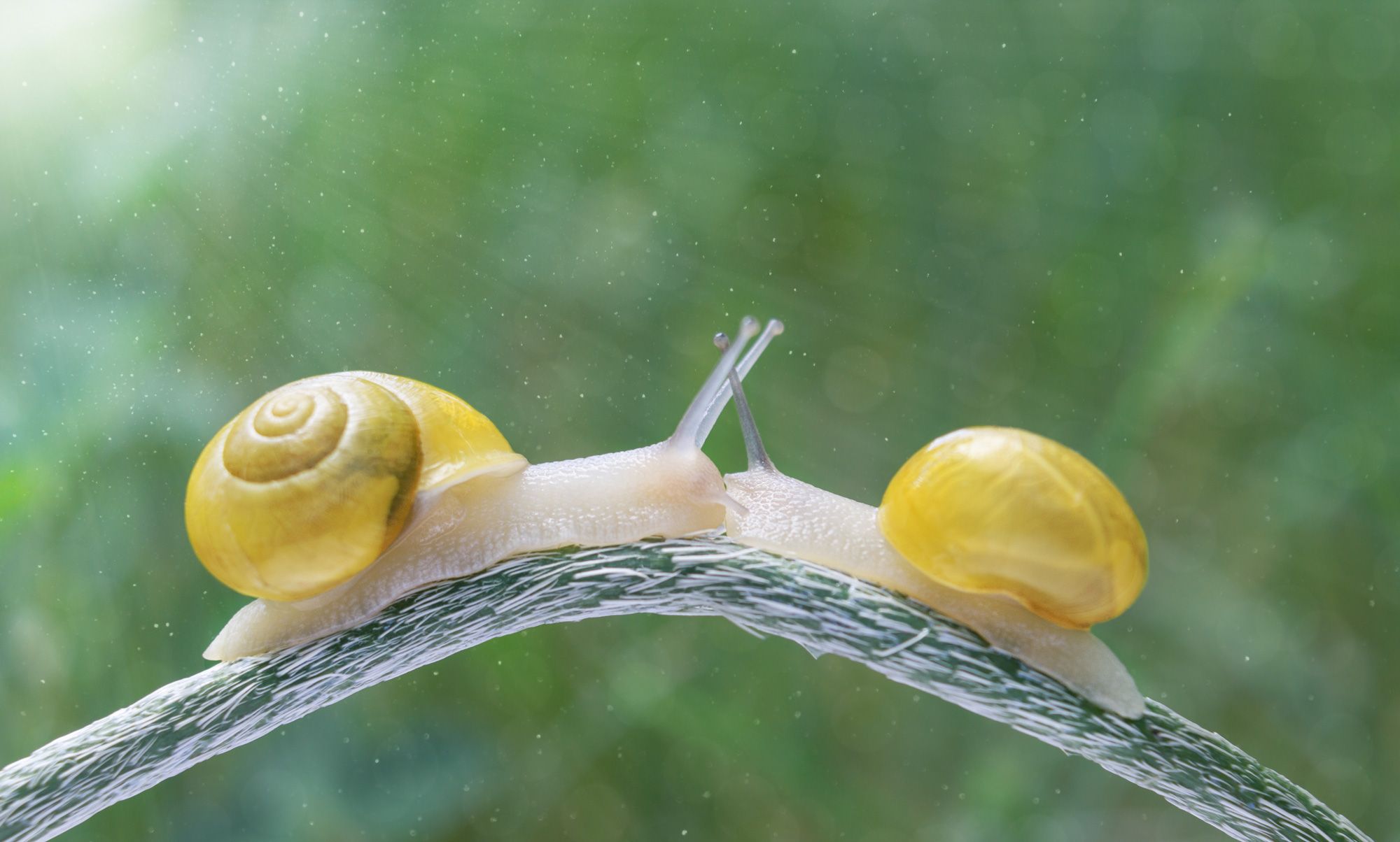 #macro #snail #nature# wallpaper #background #print #banner, Вікторія Крулько