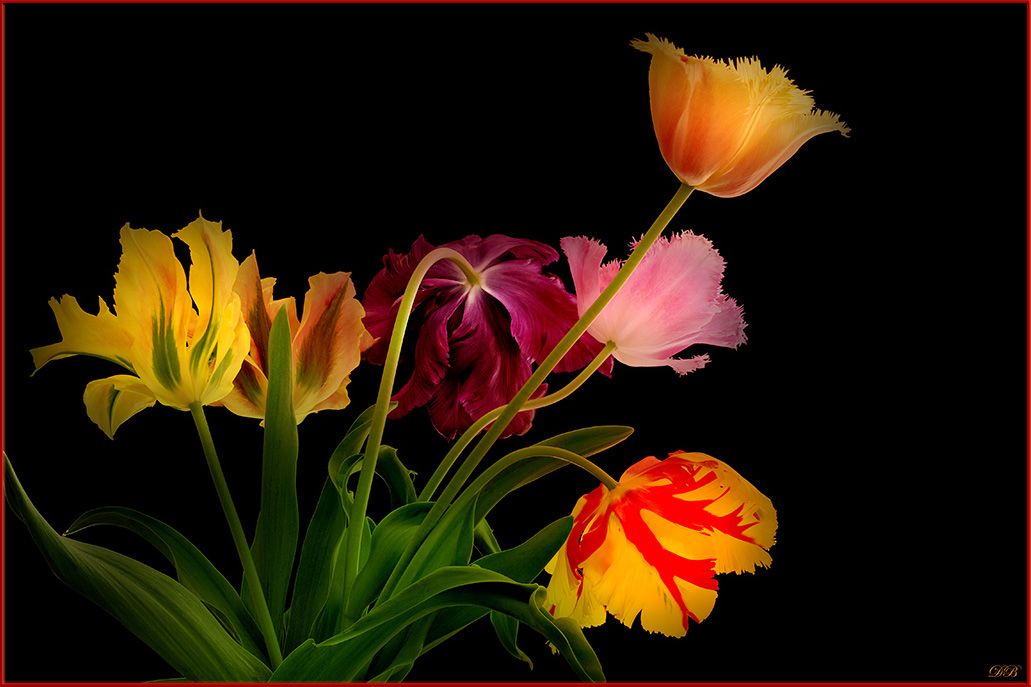 arrangement, close-up, color, colors, color image, flower, green, light, macro, nature, photography, purple, tulip, tulips, yellow,, Dr Didi Baev
