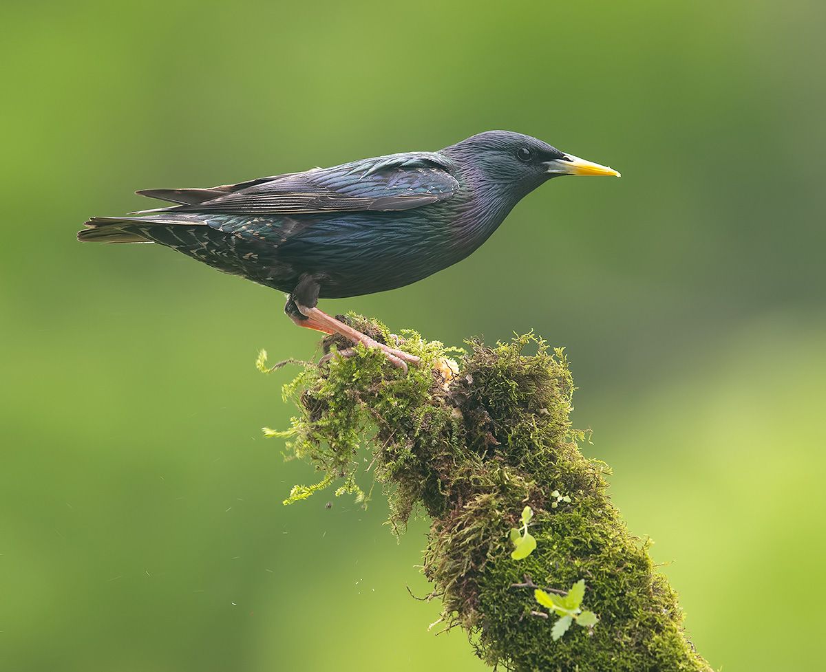 cкворец, european starling,  starling, Etkind Elizabeth