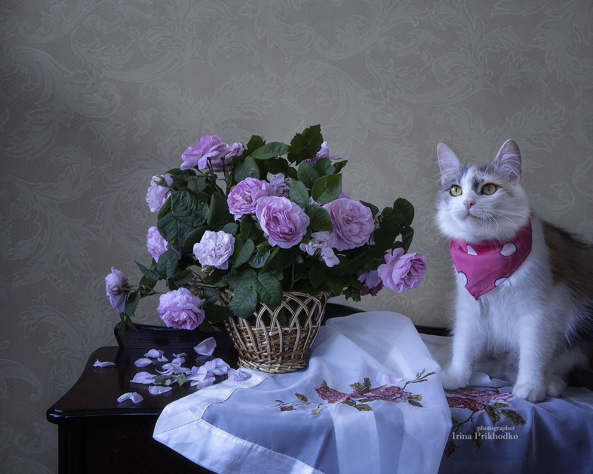 натюрморт, котонатюрморт, котомодель, кошка, домашние питомцы, цветы, розы, Приходько Ирина