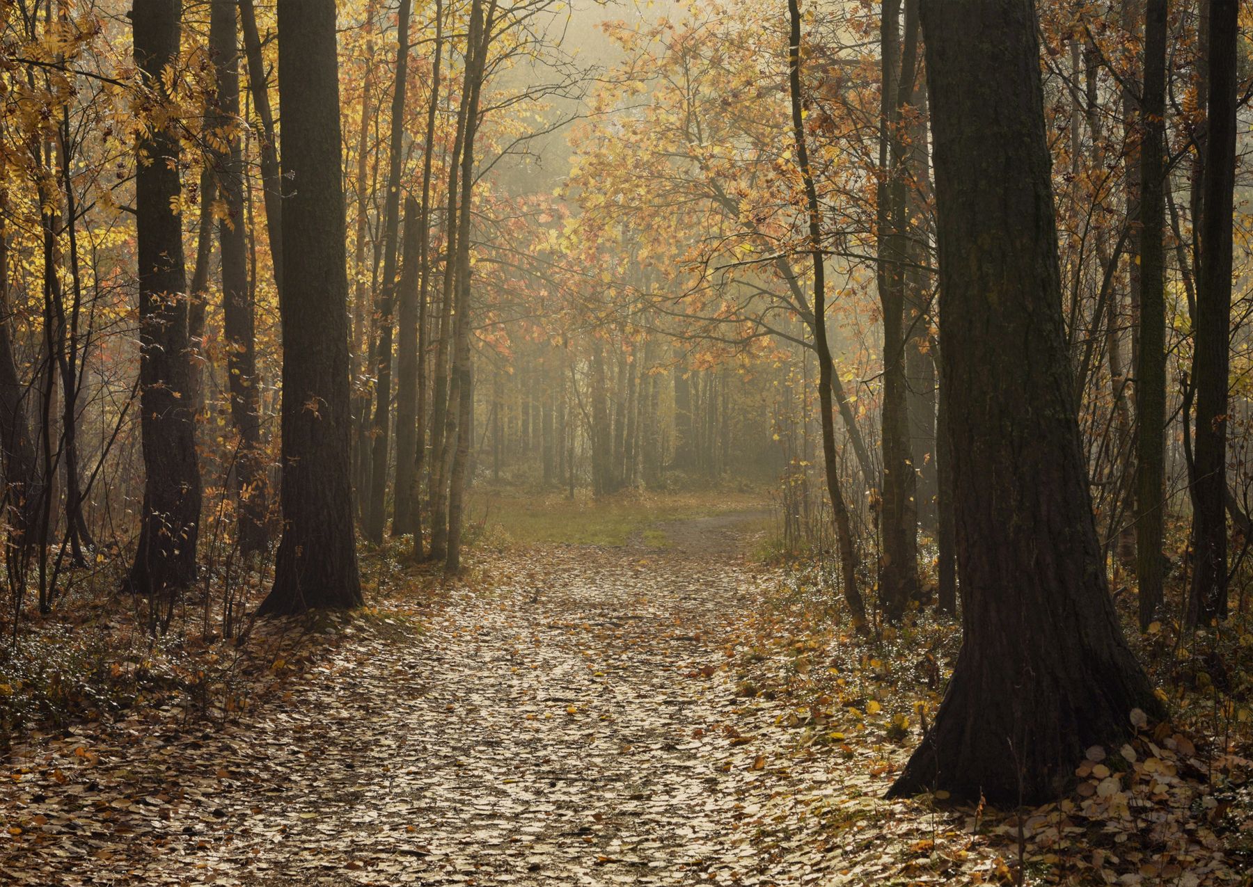 осень сентябрь лес тишина кусты деревья солнце туман дорога, Вера Ра