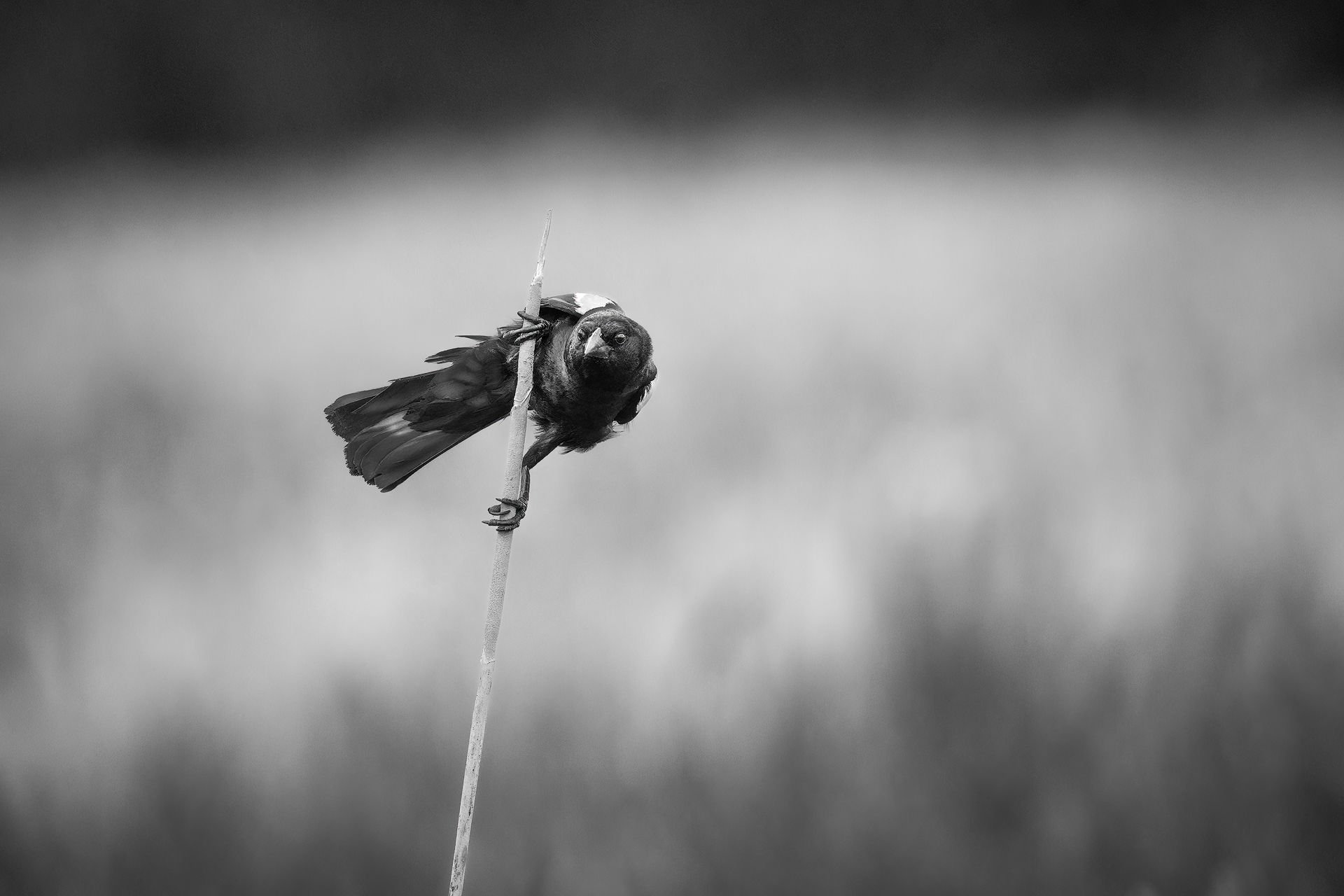 nature, wildlife, animal, blackbird, black, monochrome, spring, kung fu, bird, Zhao Huapu