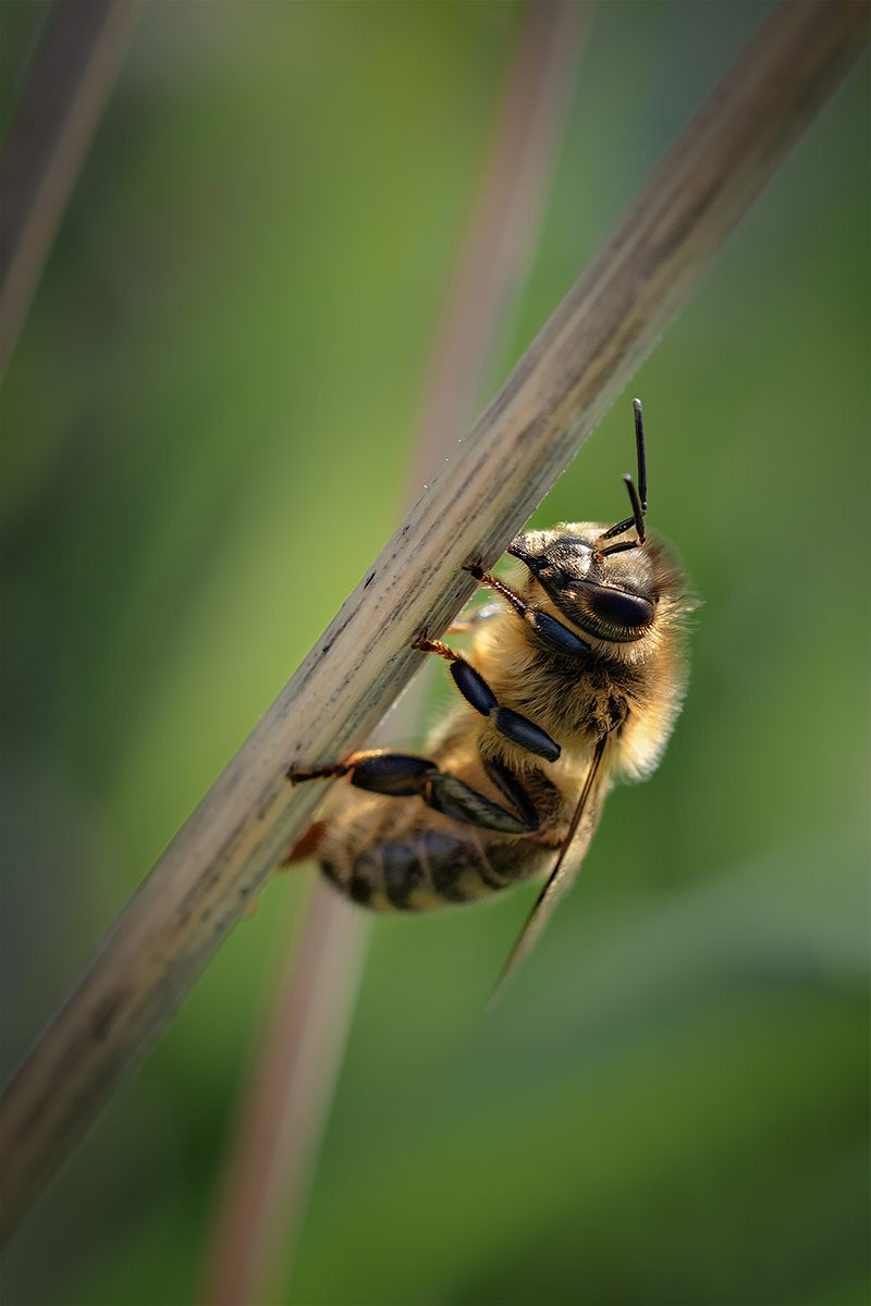 macro, пчела, насекомое, макро, калининград, bee, Хилько Марина