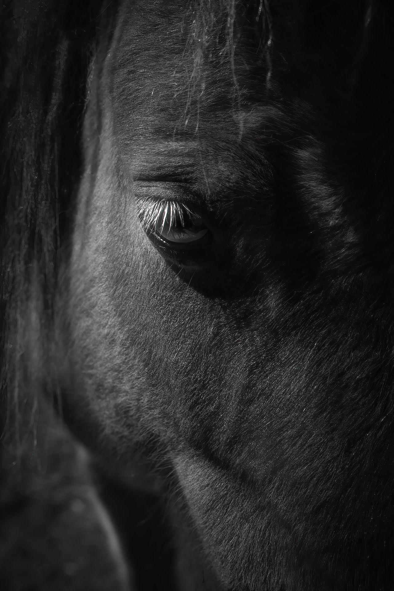 horse, portrait, moody, head, eye, ear, monochrome, farm, Zhao Huapu