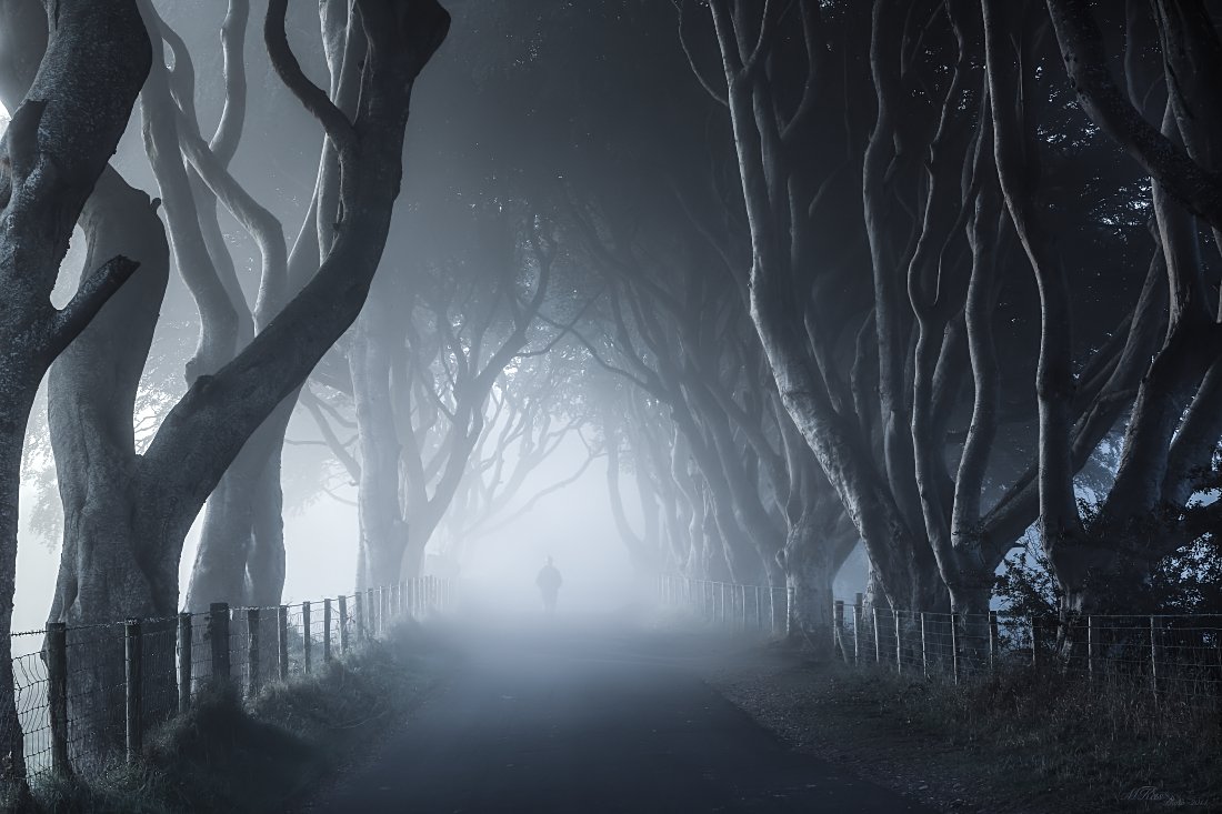 Dark Hedges, Fog, Ireland, Man, Mist, Morning, Northern ireland, Road, Trees, Marius Kastečkas
