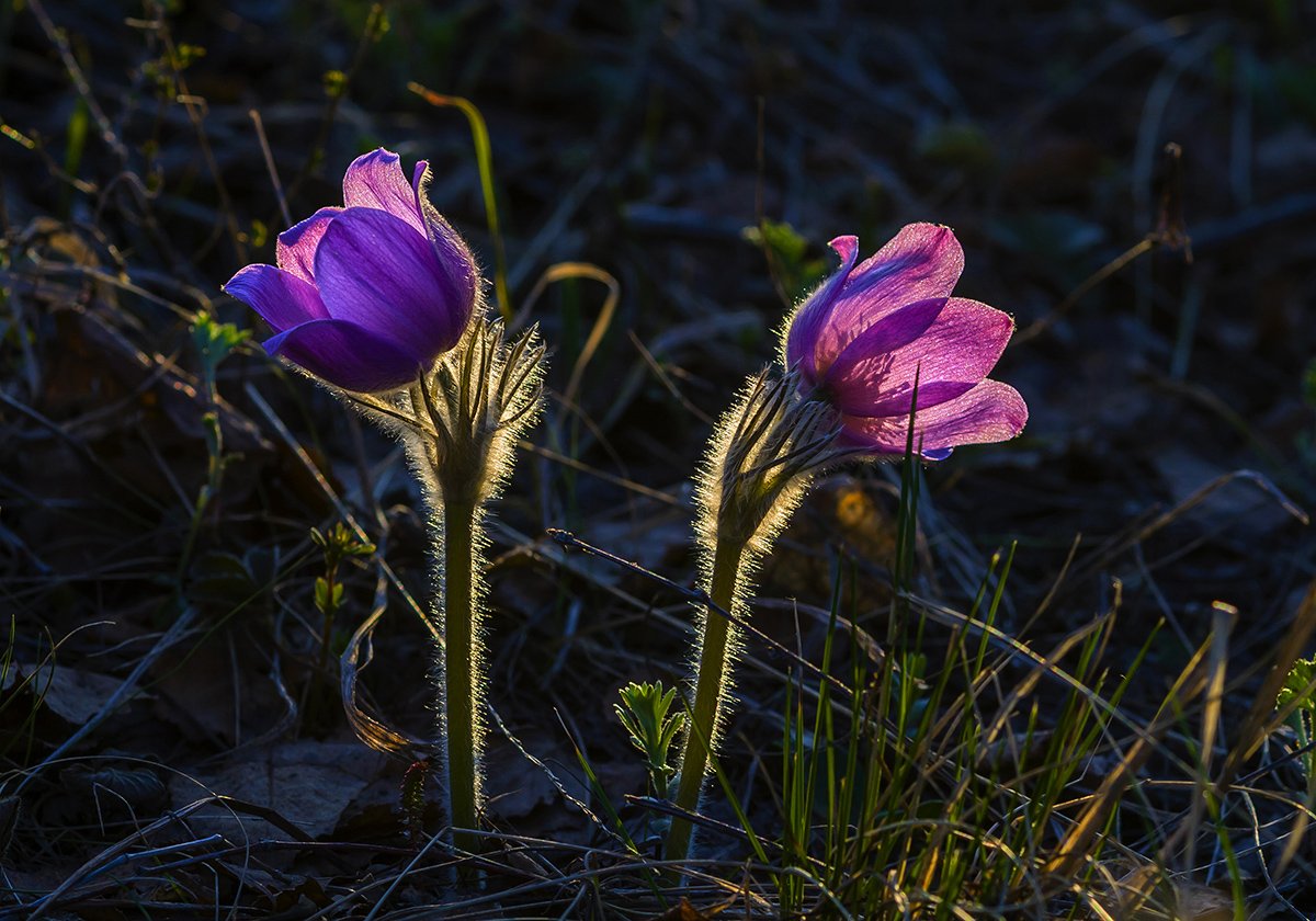 Природа цветы, Растения сон трава, Александр Кожухов