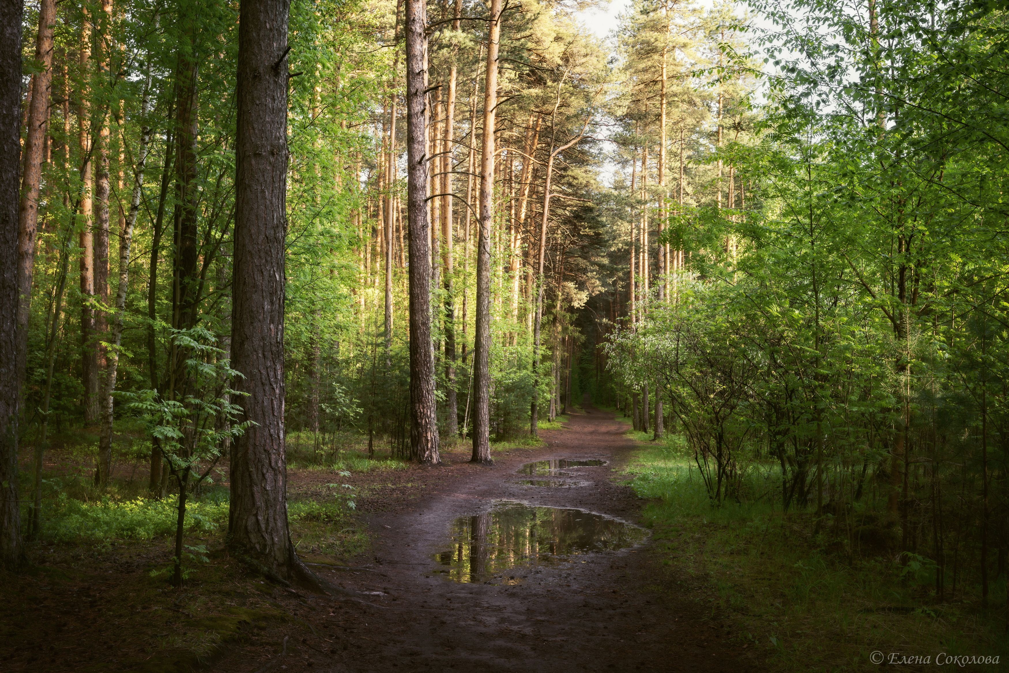 лес, свето-тени, летний пейзаж, Соколова Елена