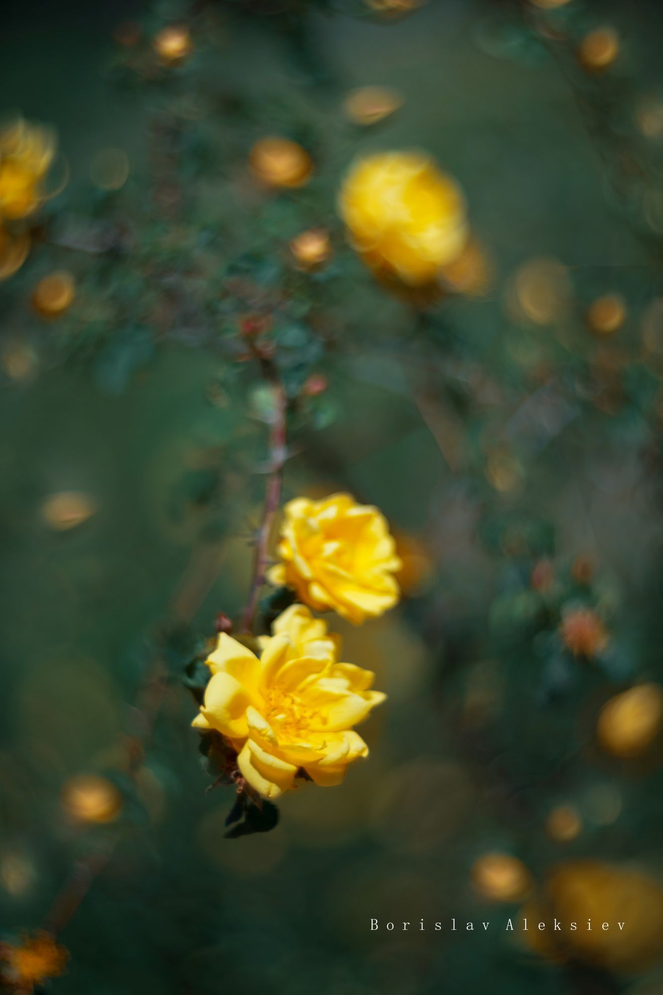 flowers,yellow,green,roses,bokeh,nature,light,green,, Борислав Алексиев