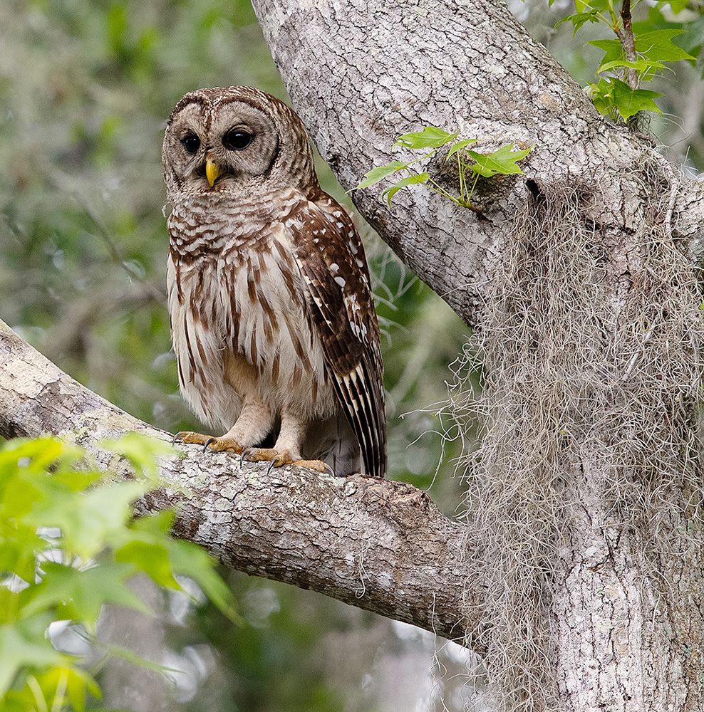 пёстрая неясыть, cова, owl, florida,флорида, хищные птицы, barred owl, Etkind Elizabeth