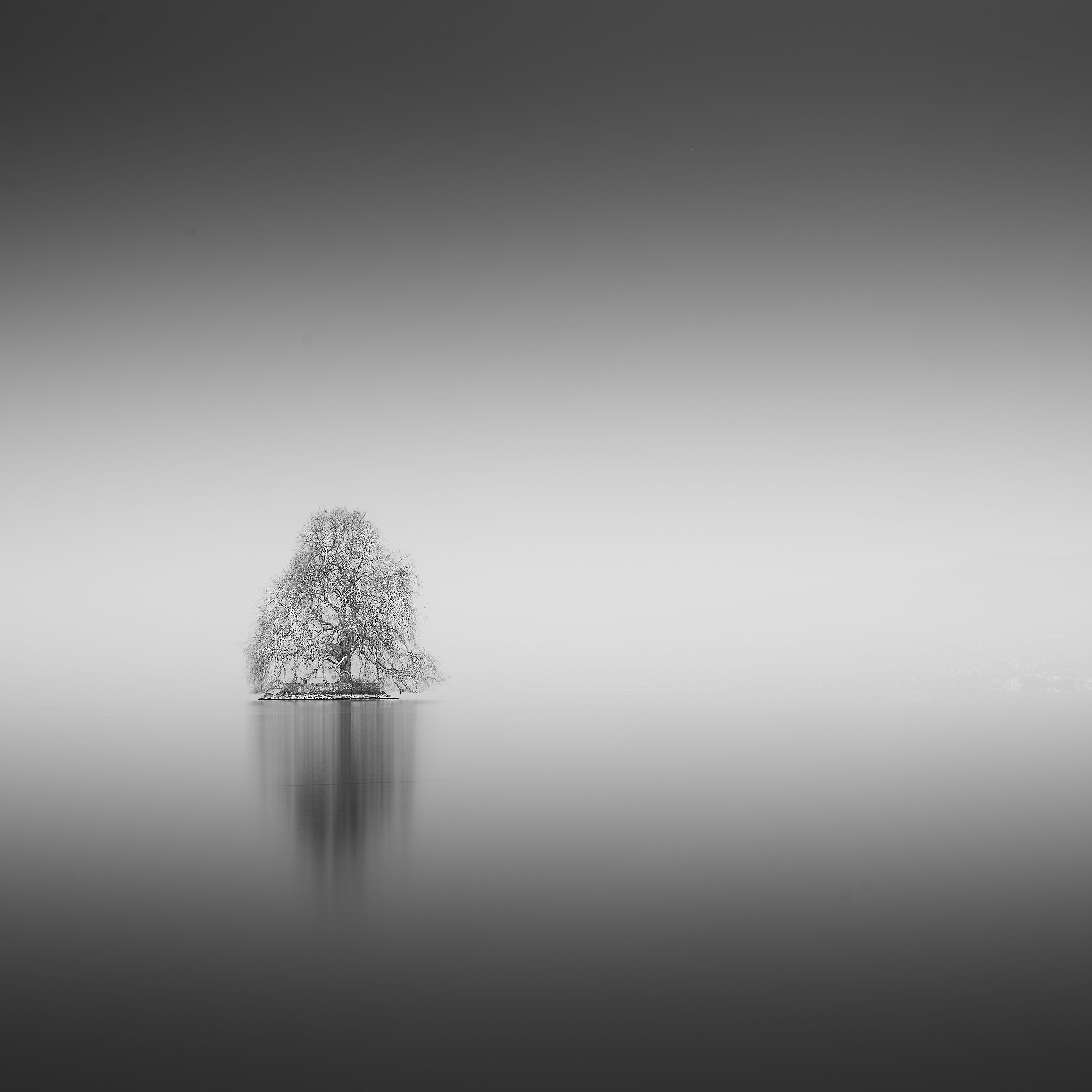 Switzerland fog landscape tree Geneva lake long exposure, Felix Ostapenko