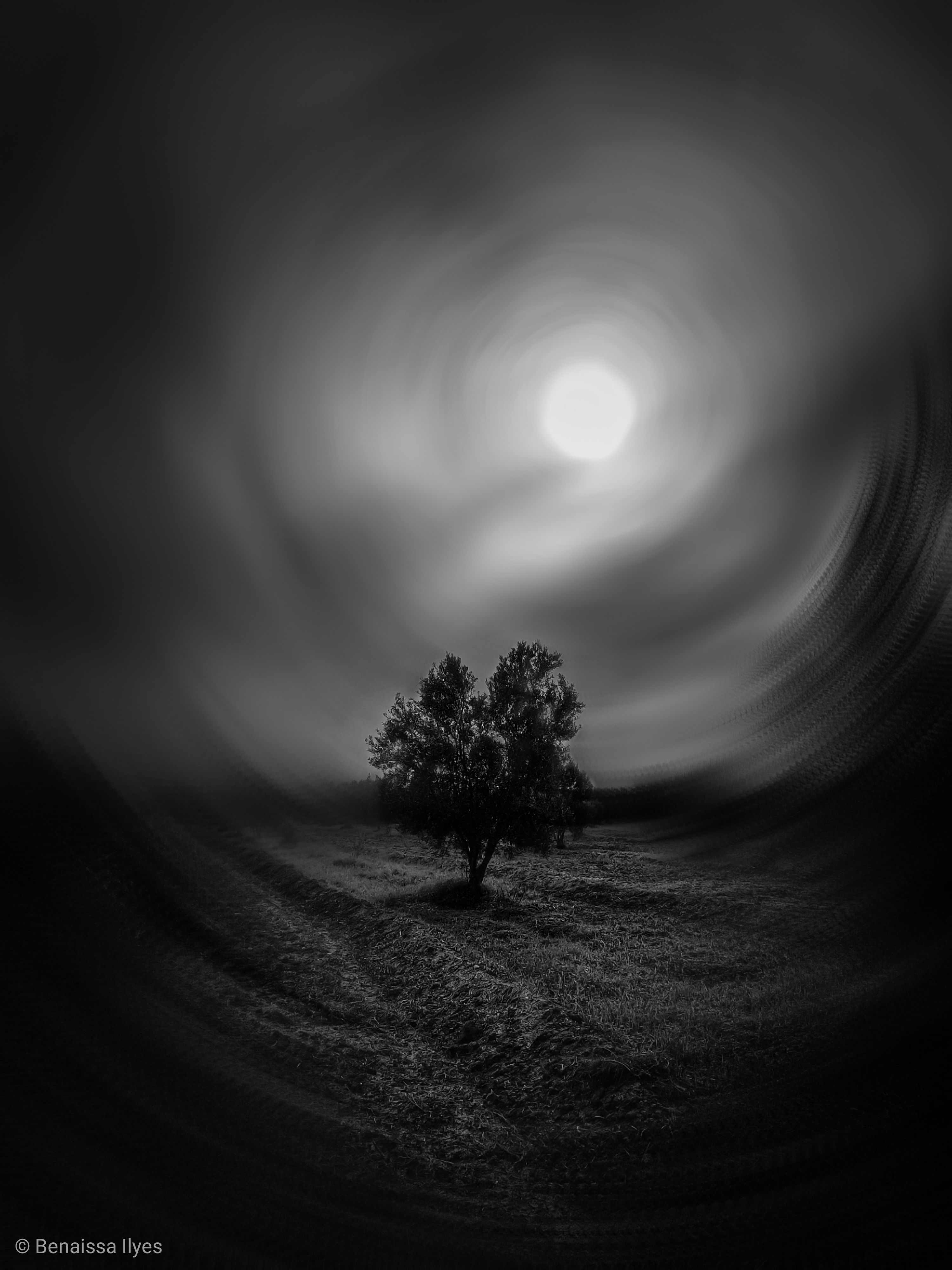 black and white, bnw, trees film, fine, night art, Benaissa Ilyes