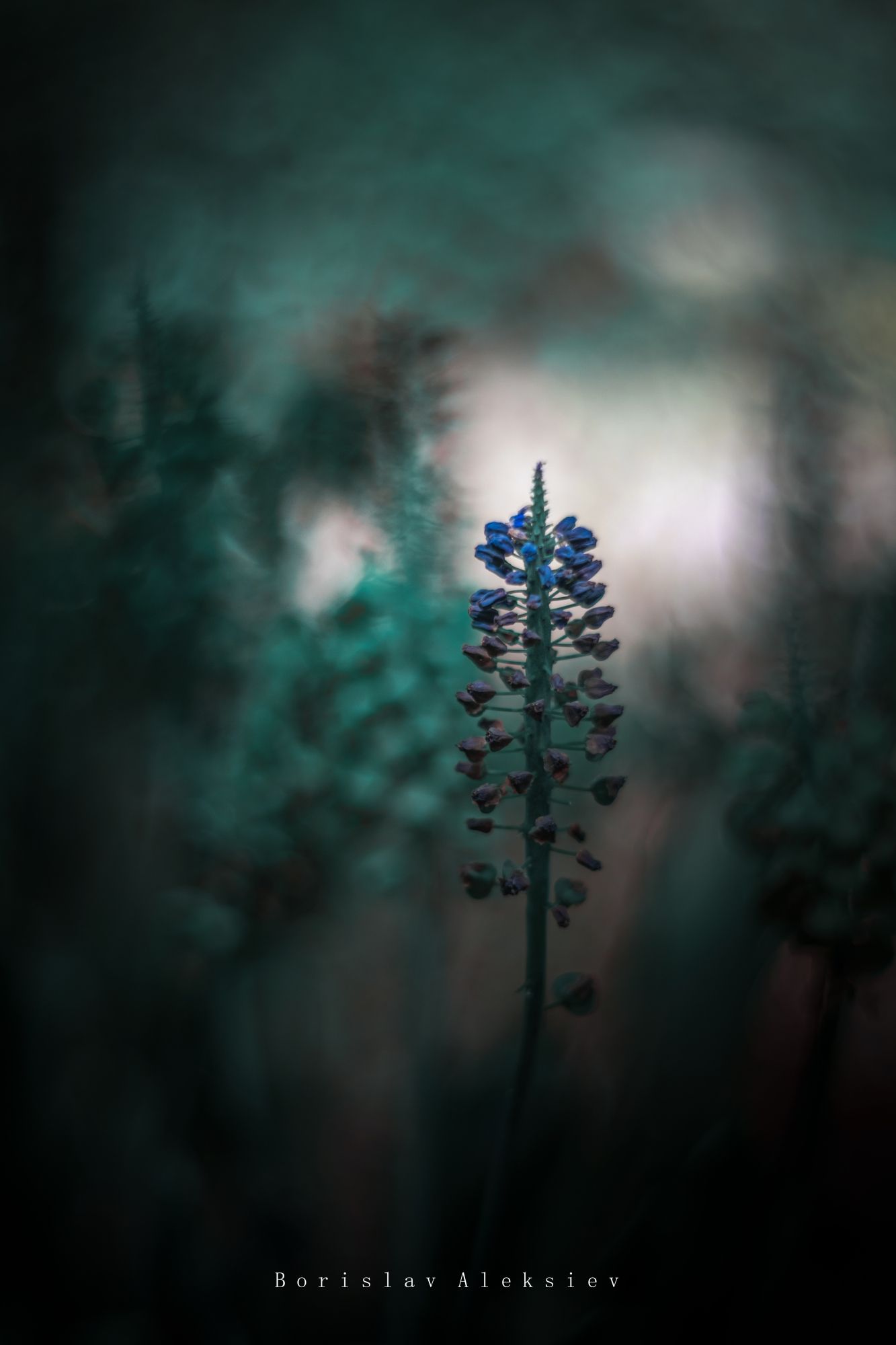 flowers,green,blue,nature,light,bokeh,, Борислав Алексиев